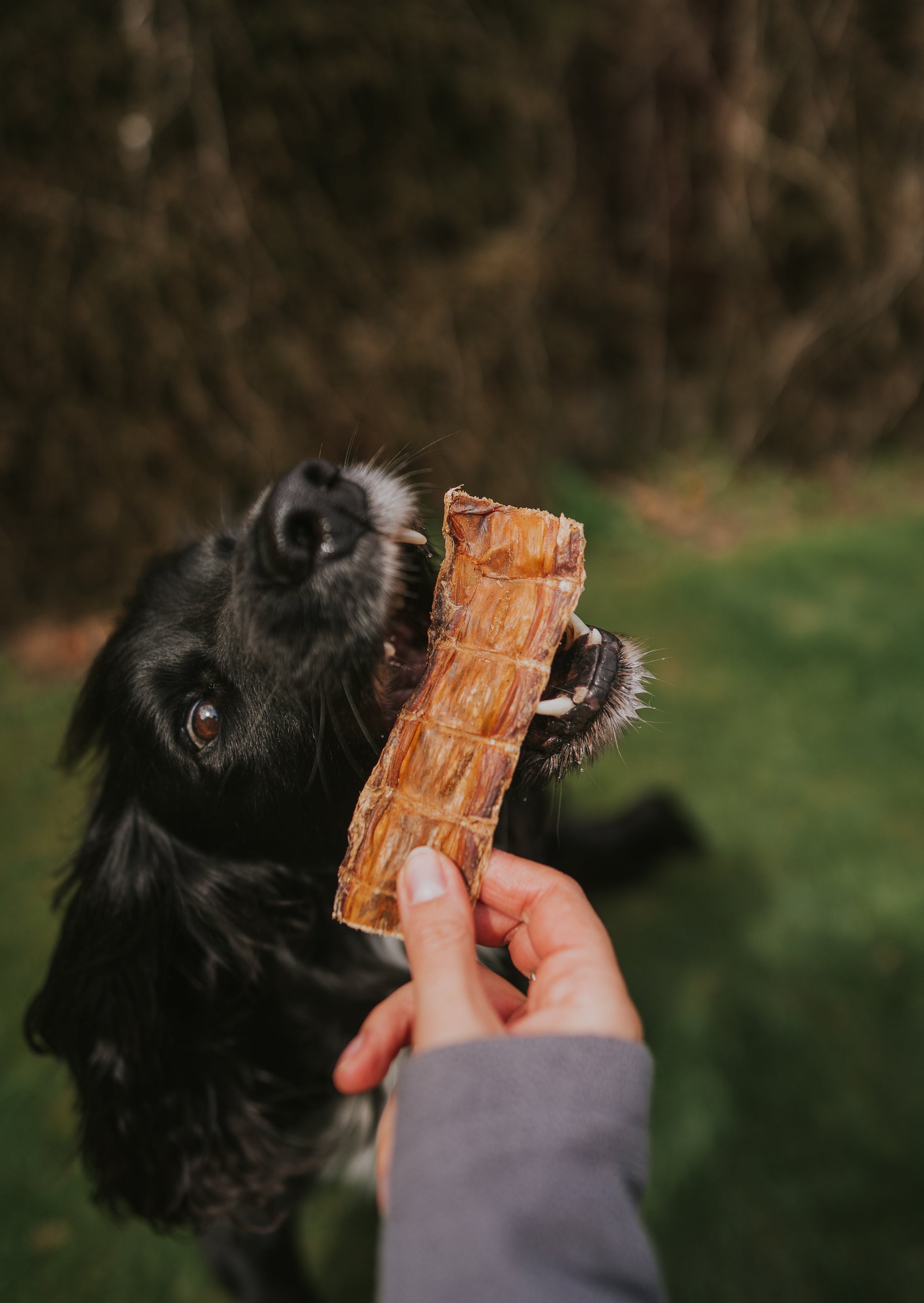 Why 100% Meat Dog Chews Are the Best Treat for Your Pup