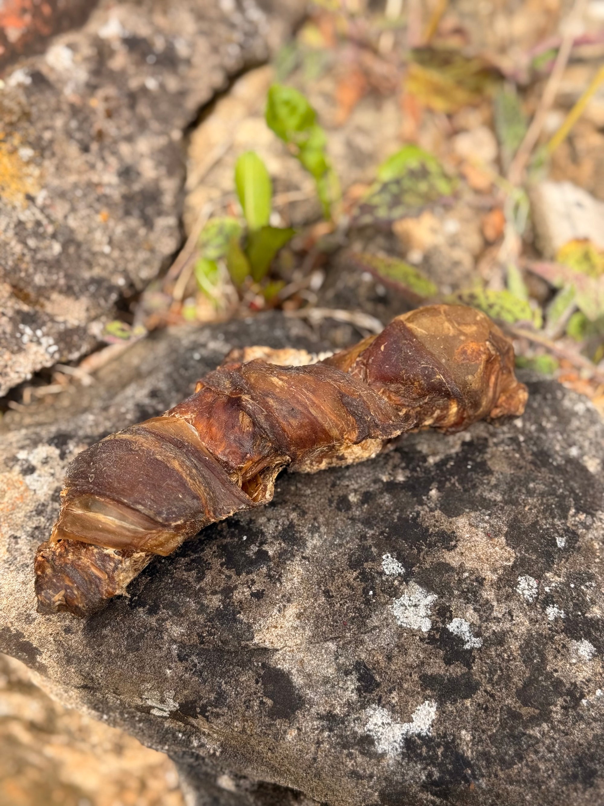 Biltong Wrapped Buffalo Tail - Bodhi & The Birchtree