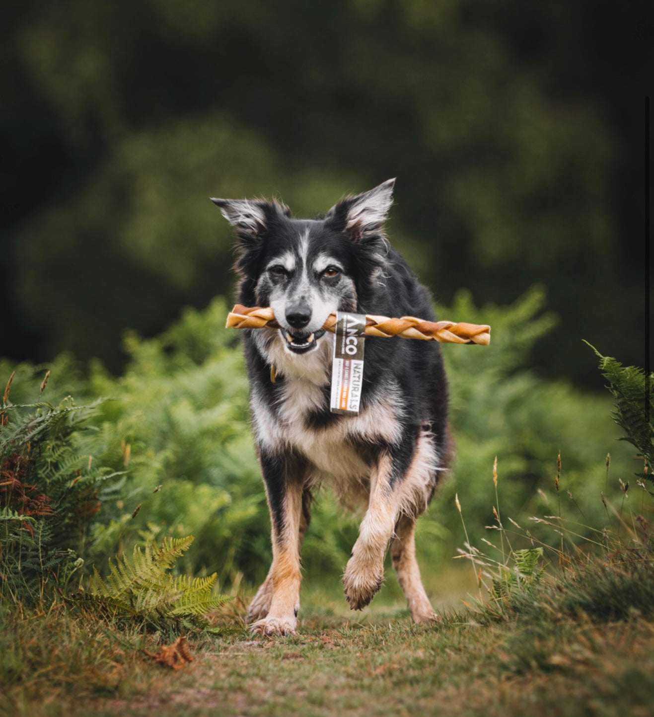 Beef & Camel Braided Roll Large - Bodhi & The Birchtree