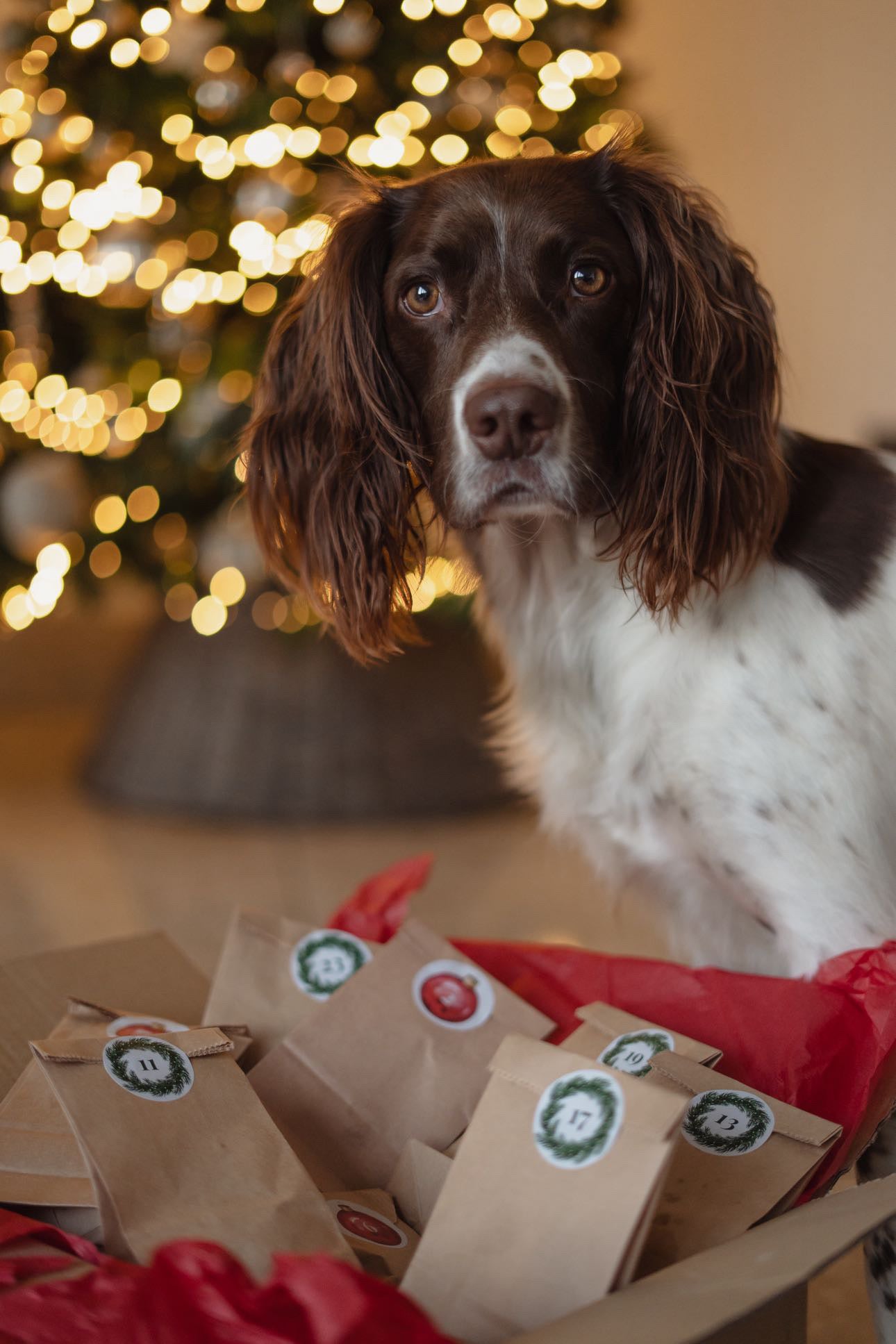 Pre-Order Bodhi & The Birchtree Christmas Advent Calendar - Bodhi & The Birchtree