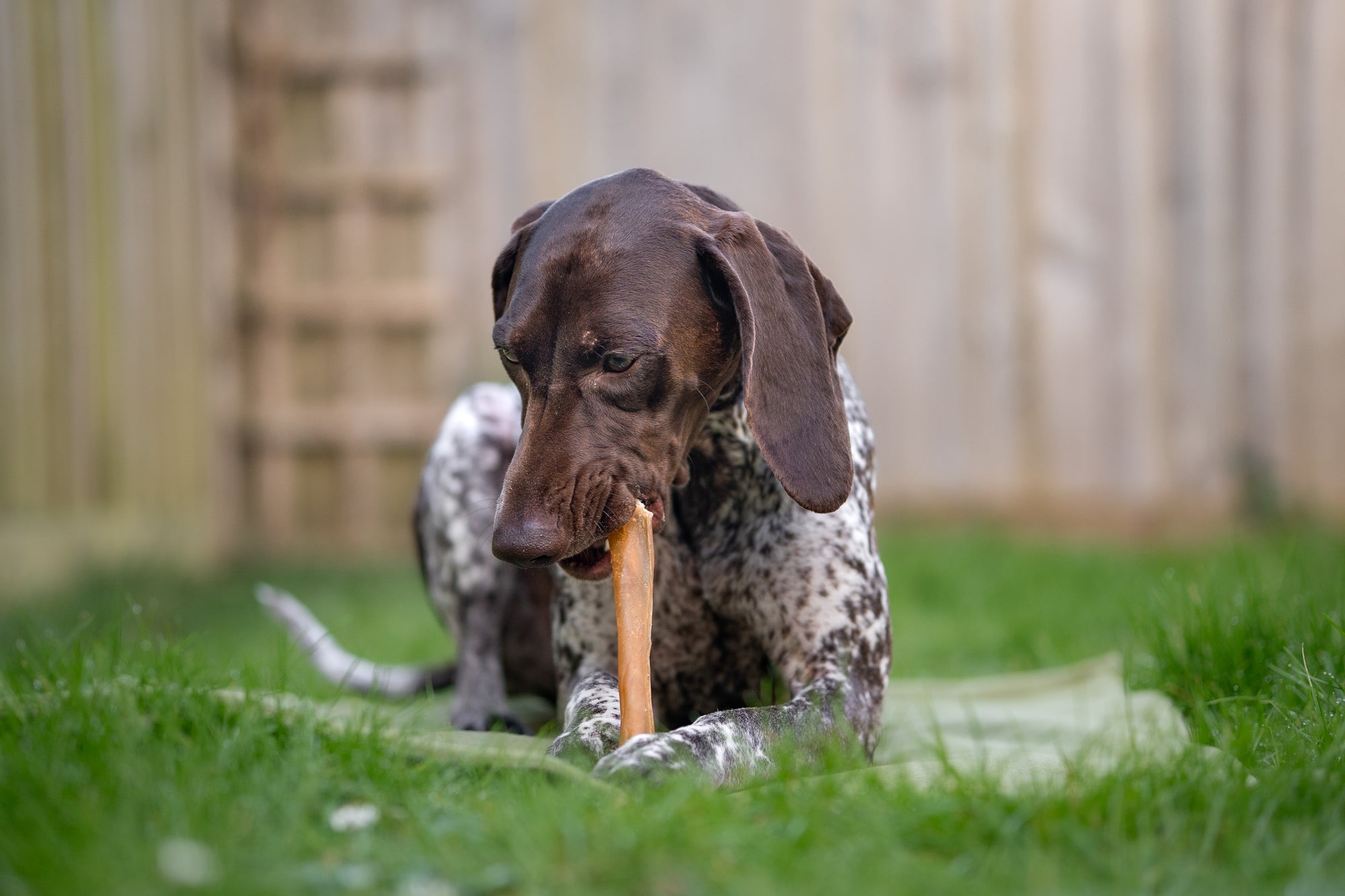 Buffalo Stick Medium - Tenner Tuesday - Bodhi & The Birchtree