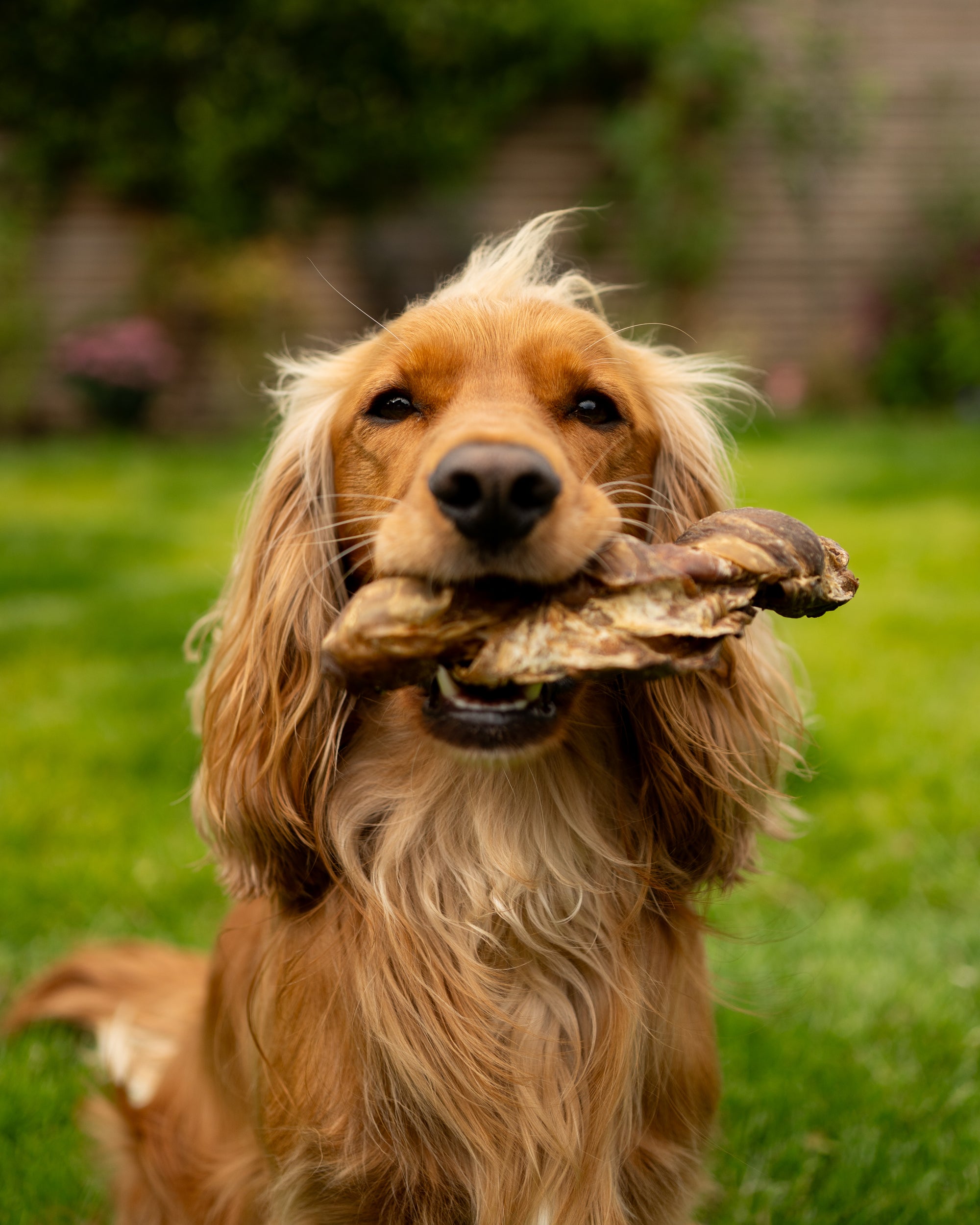 Biltong Wrapped Buffalo Tail - Bodhi & The Birchtree