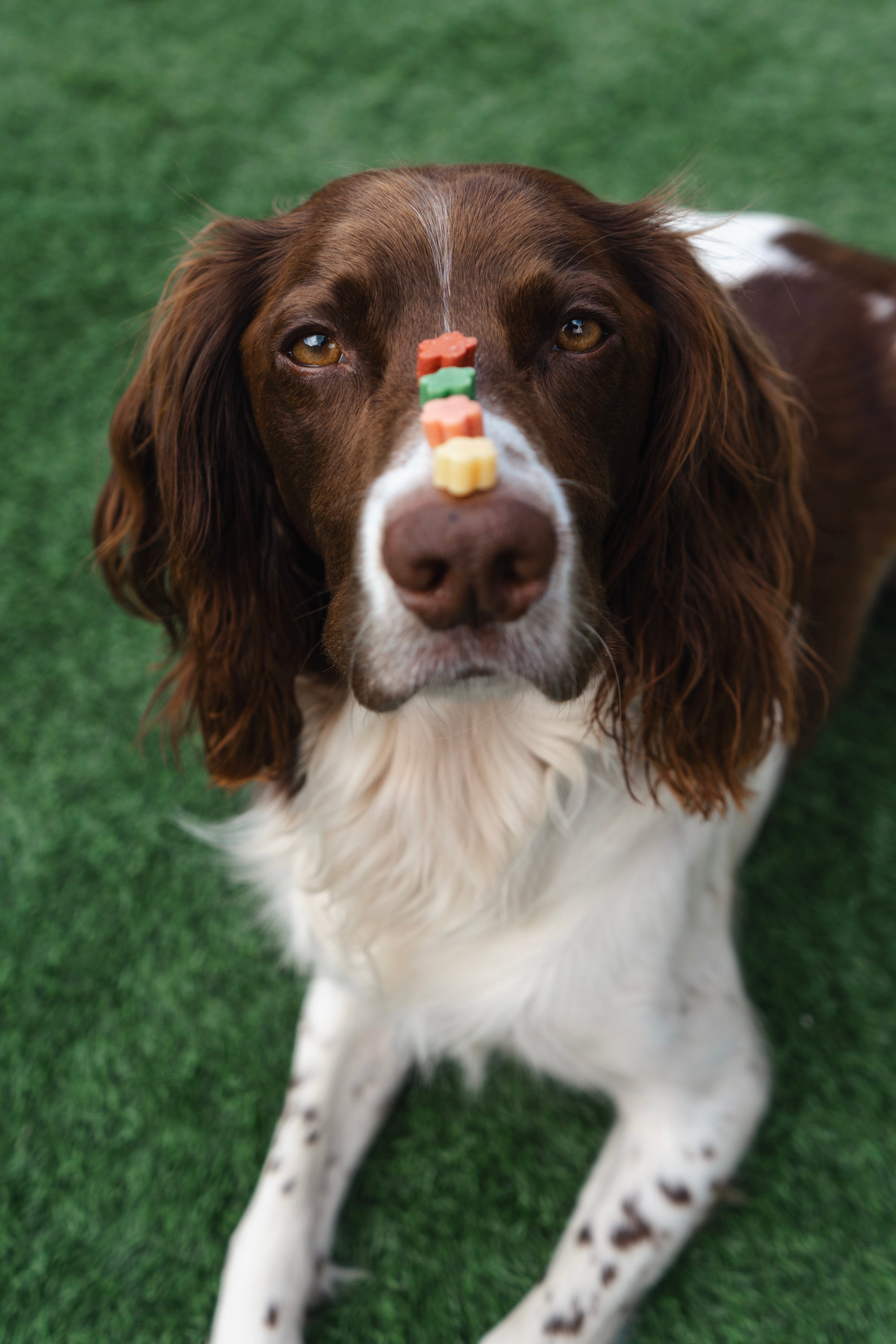 Bodhi & The Birchtree Fruit Salad Bites 80g - Bodhi & The Birchtree