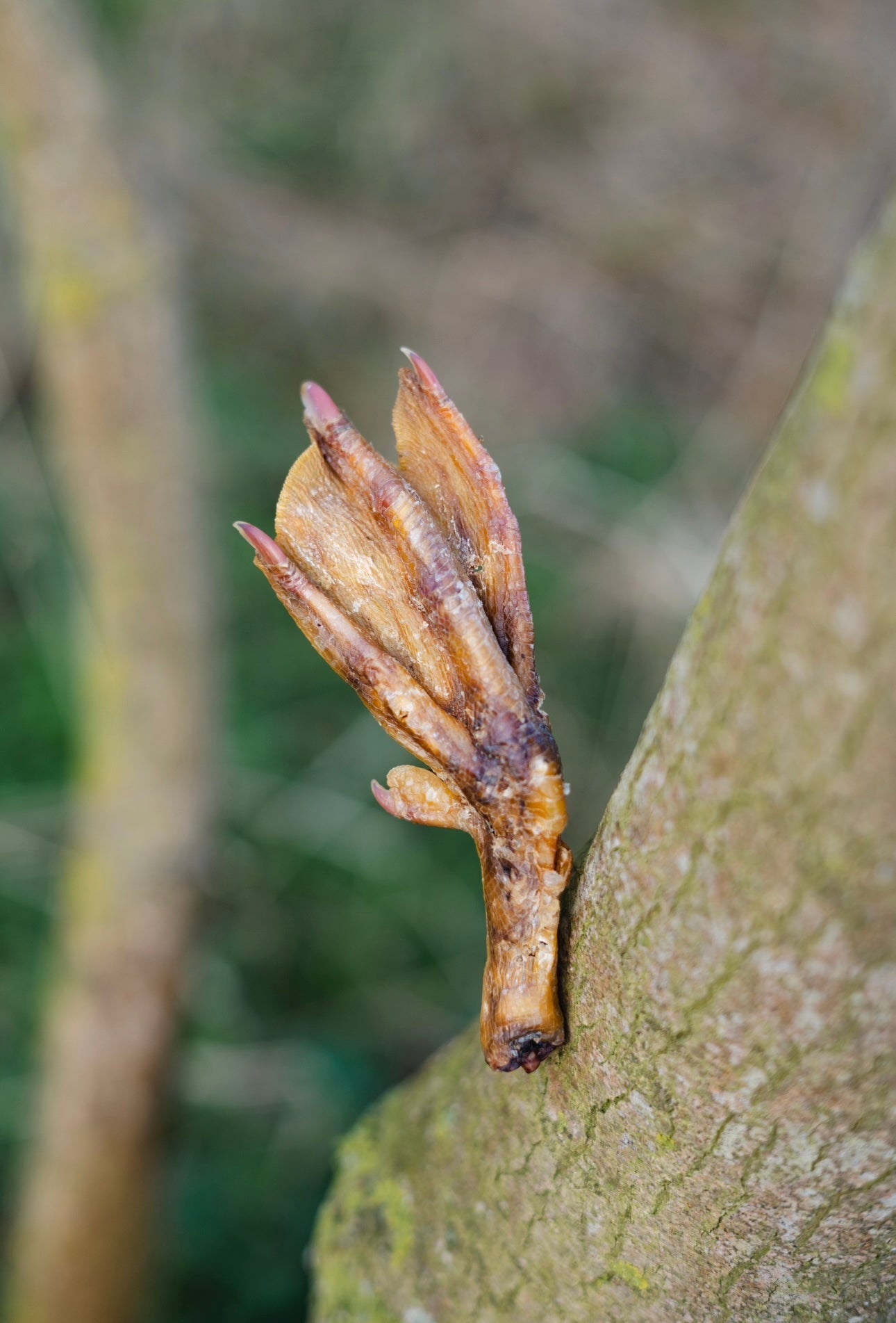 Duck Feet - Bodhi & The Birchtree