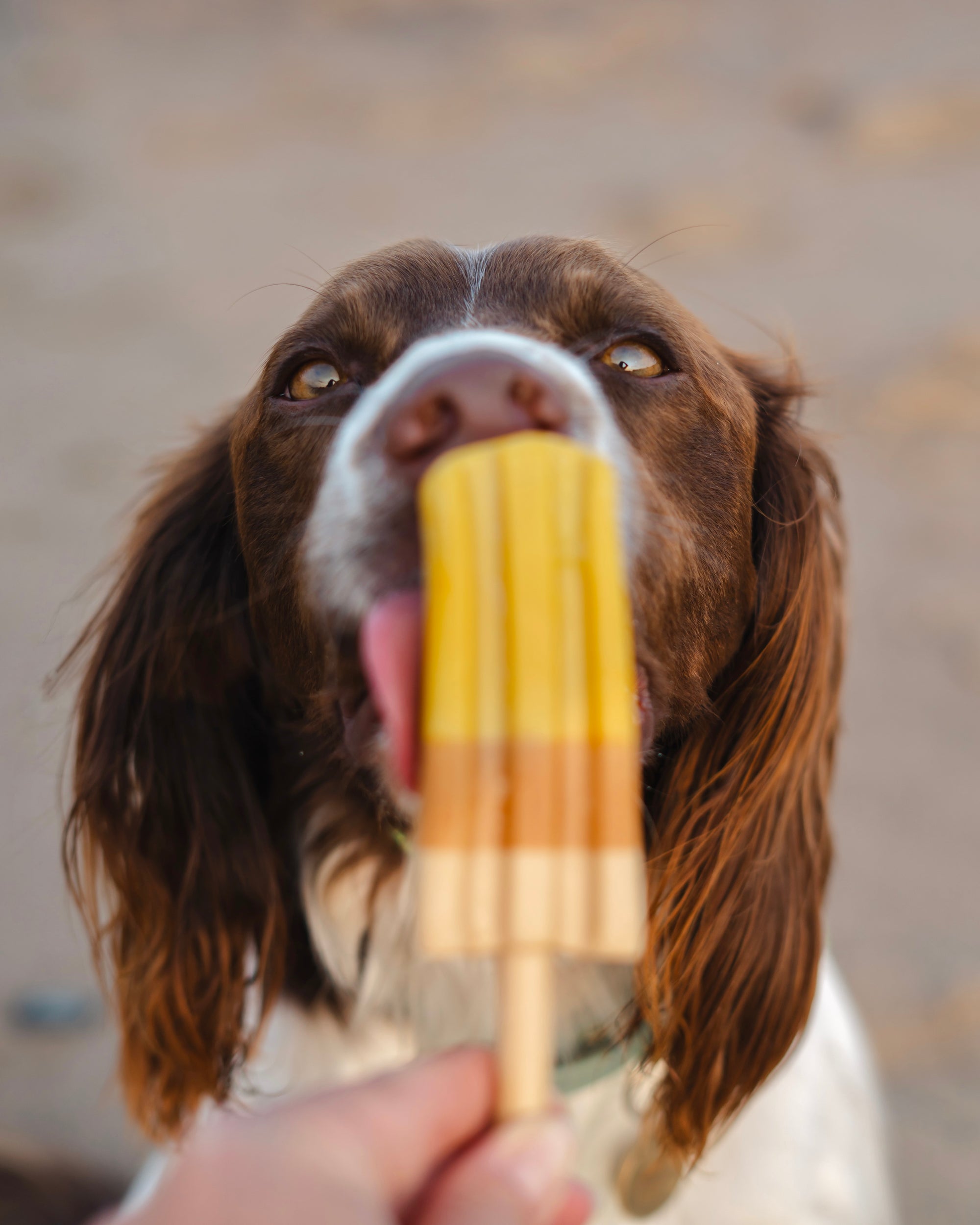 Pup Ice Lolly - Bodhi & The Birchtree