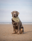 Olive Green Summer Cooling Bandana - Bodhi & The Birchtree
