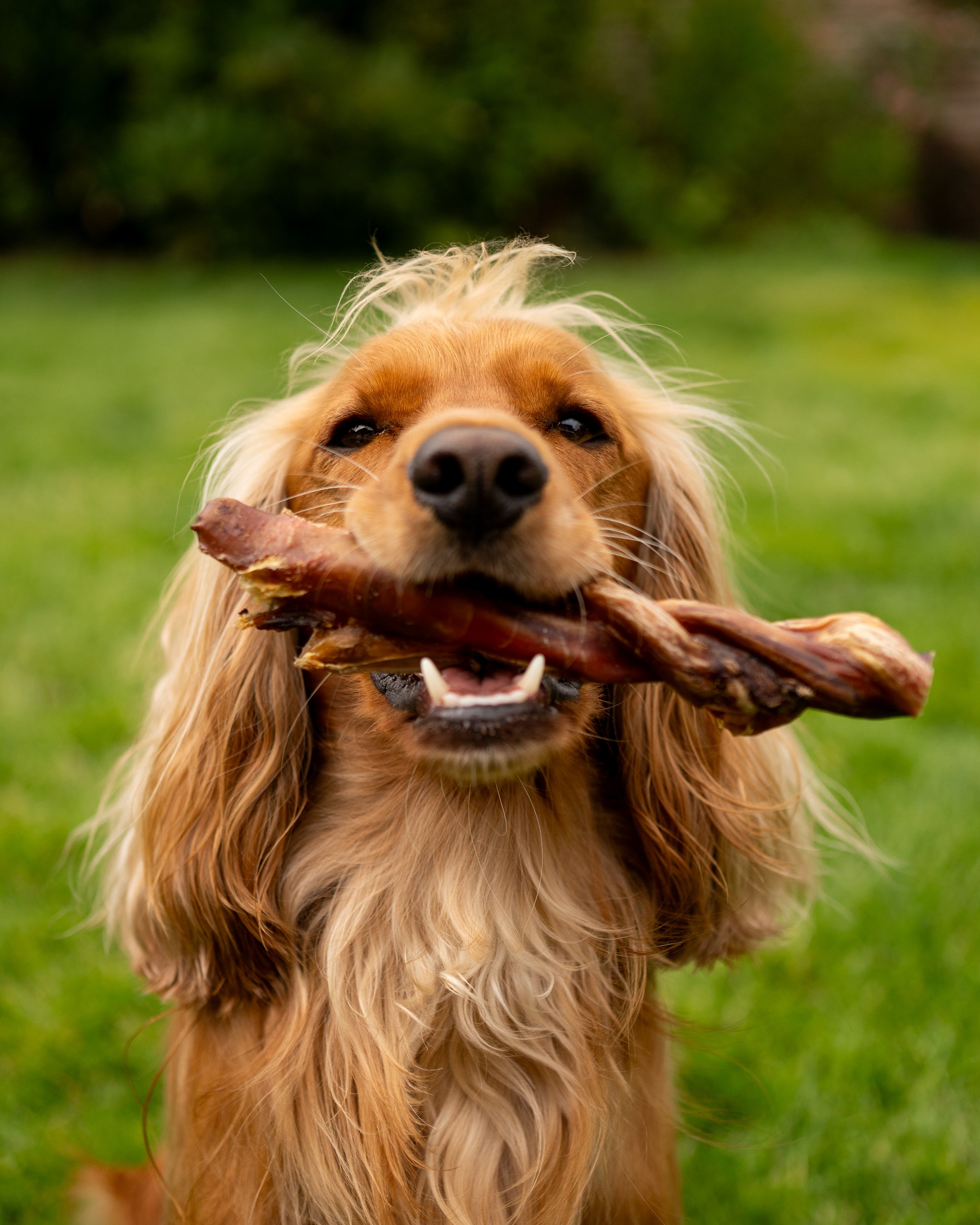 Thick Jumbo Twisted Bulls Pizzle 20cm Long - Bodhi & The Birchtree