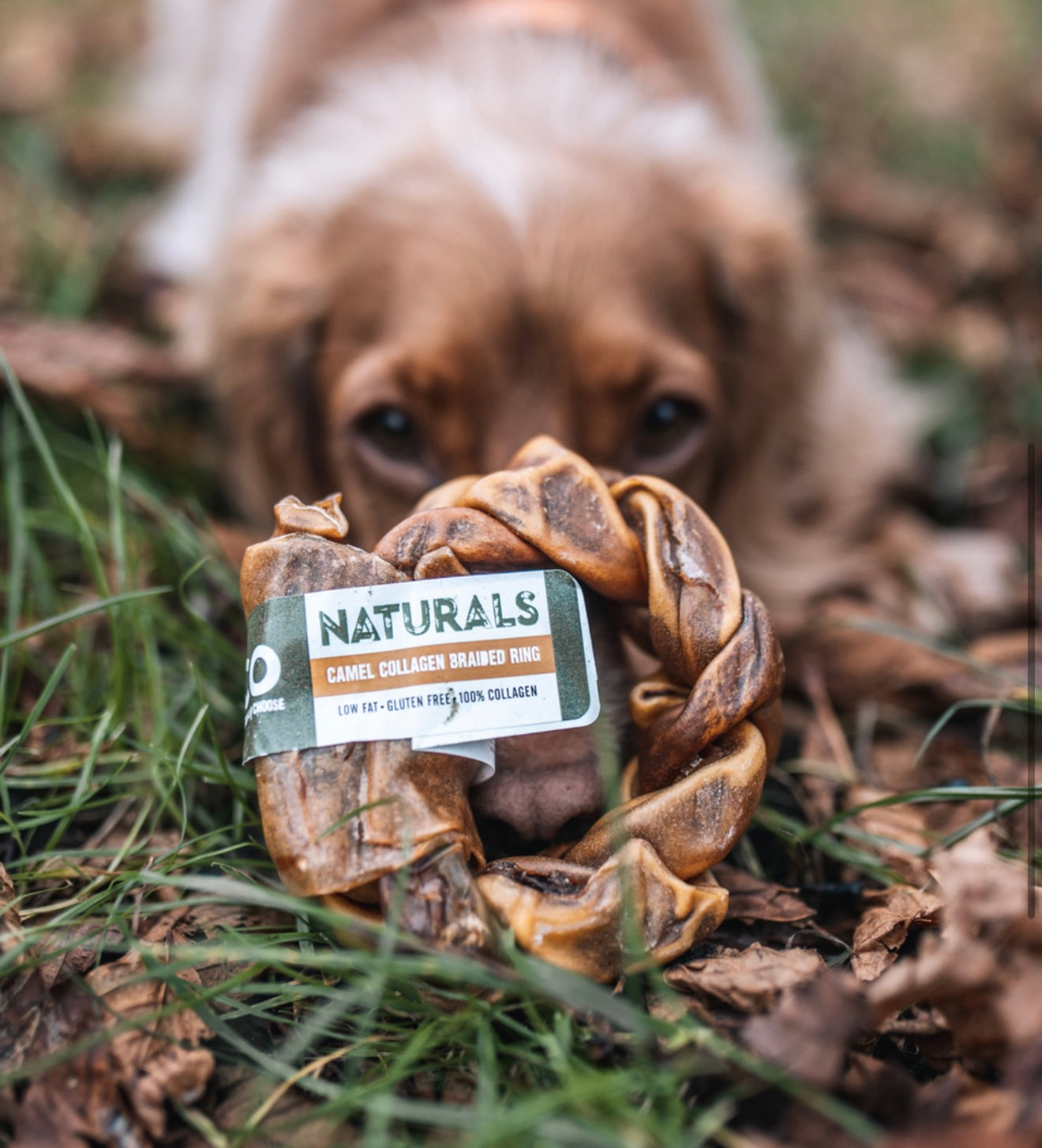 Camel Collagen Braided Ring - Bodhi & The Birchtree