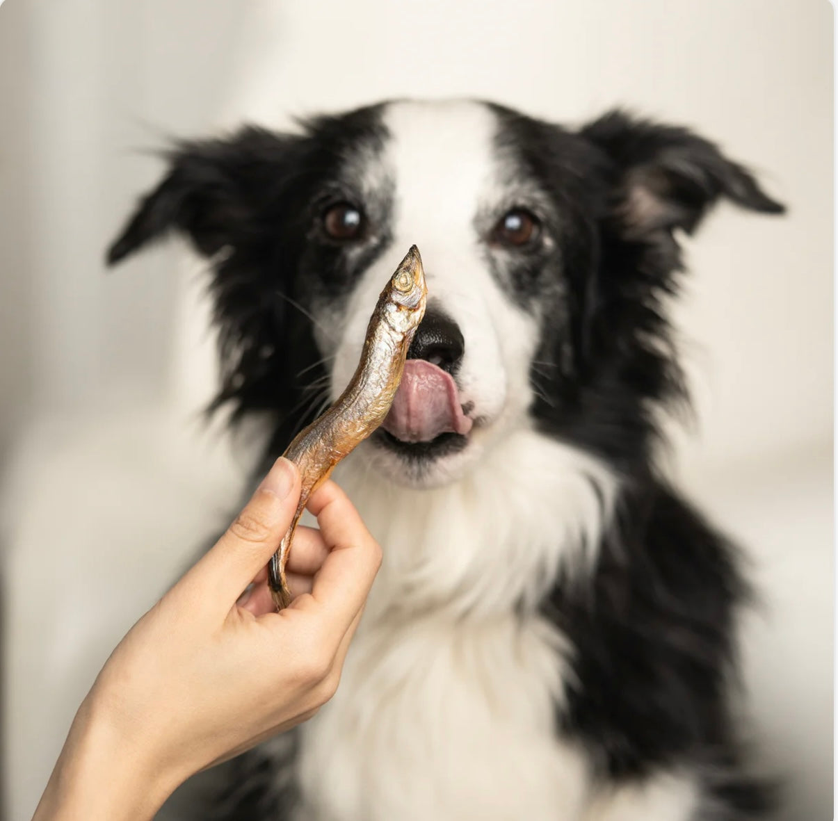 Waita Freeze Dried Capelin Fish 40g - Bodhi & The Birchtree