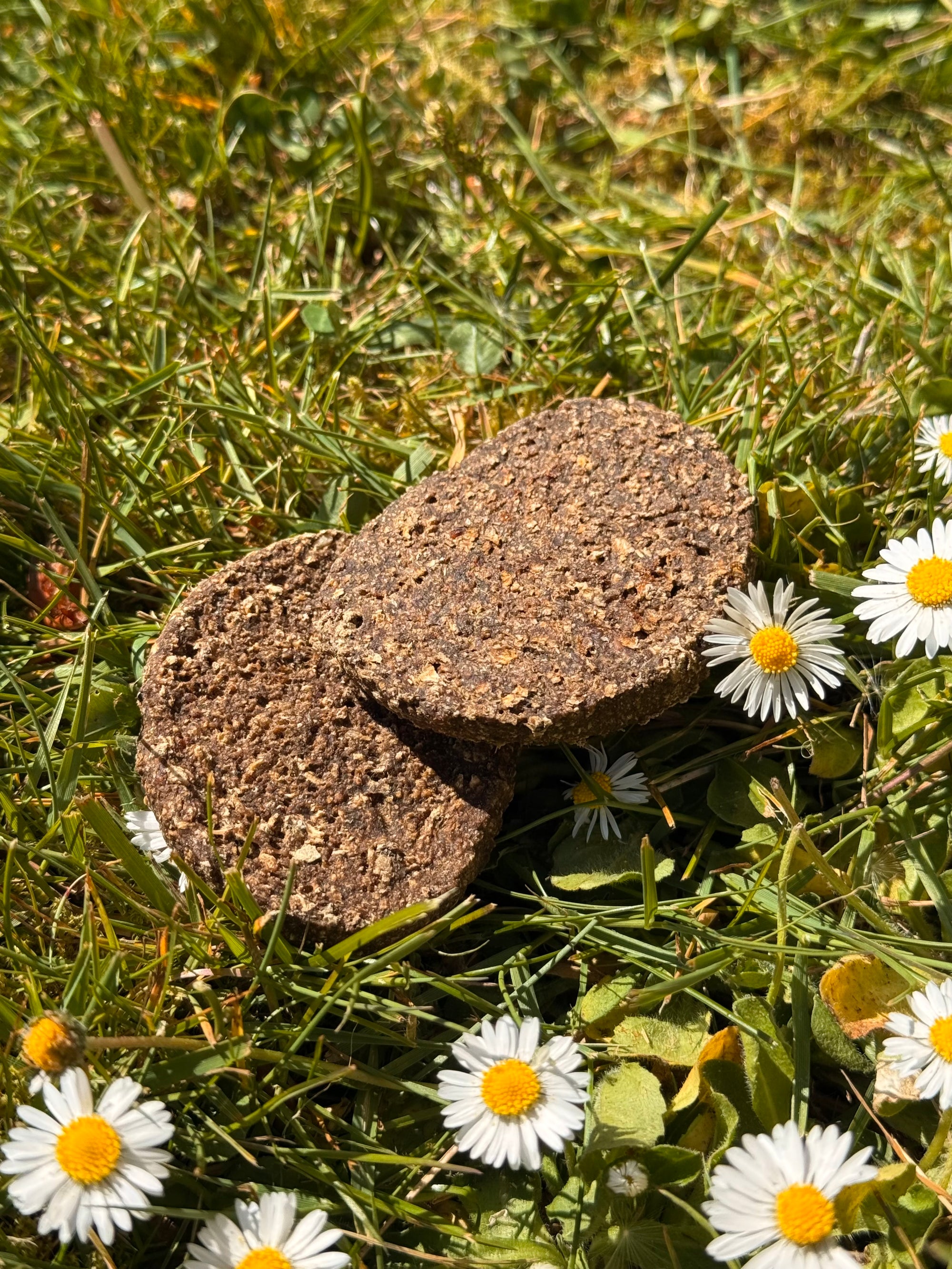 Venison, Blackberry & Honey Cookie - Bodhi & The Birchtree