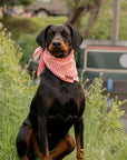 Pink Stripe Summer Cooling Bandana - Bodhi & The Birchtree
