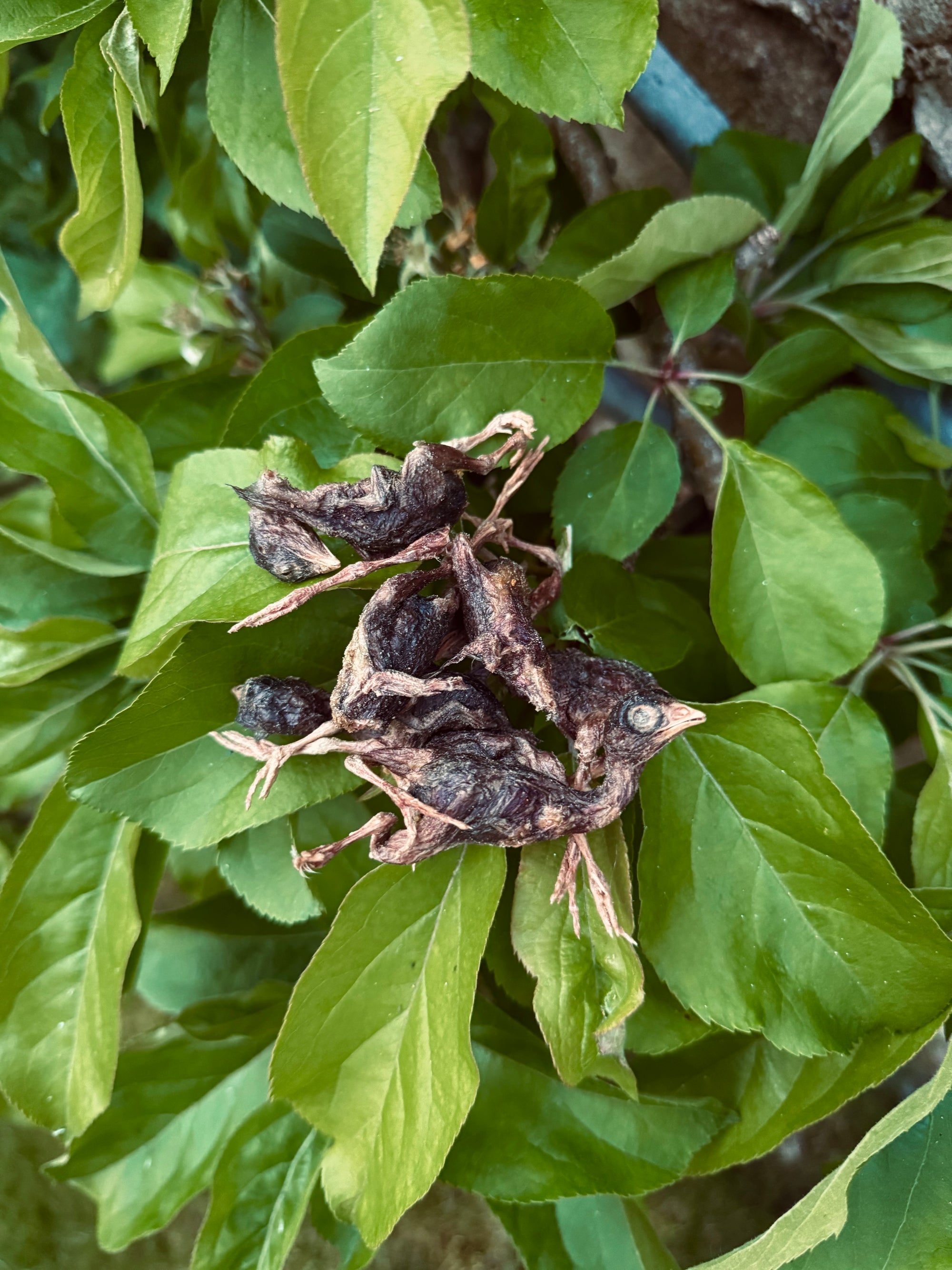 Freeze Dried Quails 30g (approx 23 quails) - Bodhi & The Birchtree