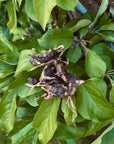 Freeze Dried Quails 30g (approx 23 quails) - Bodhi & The Birchtree