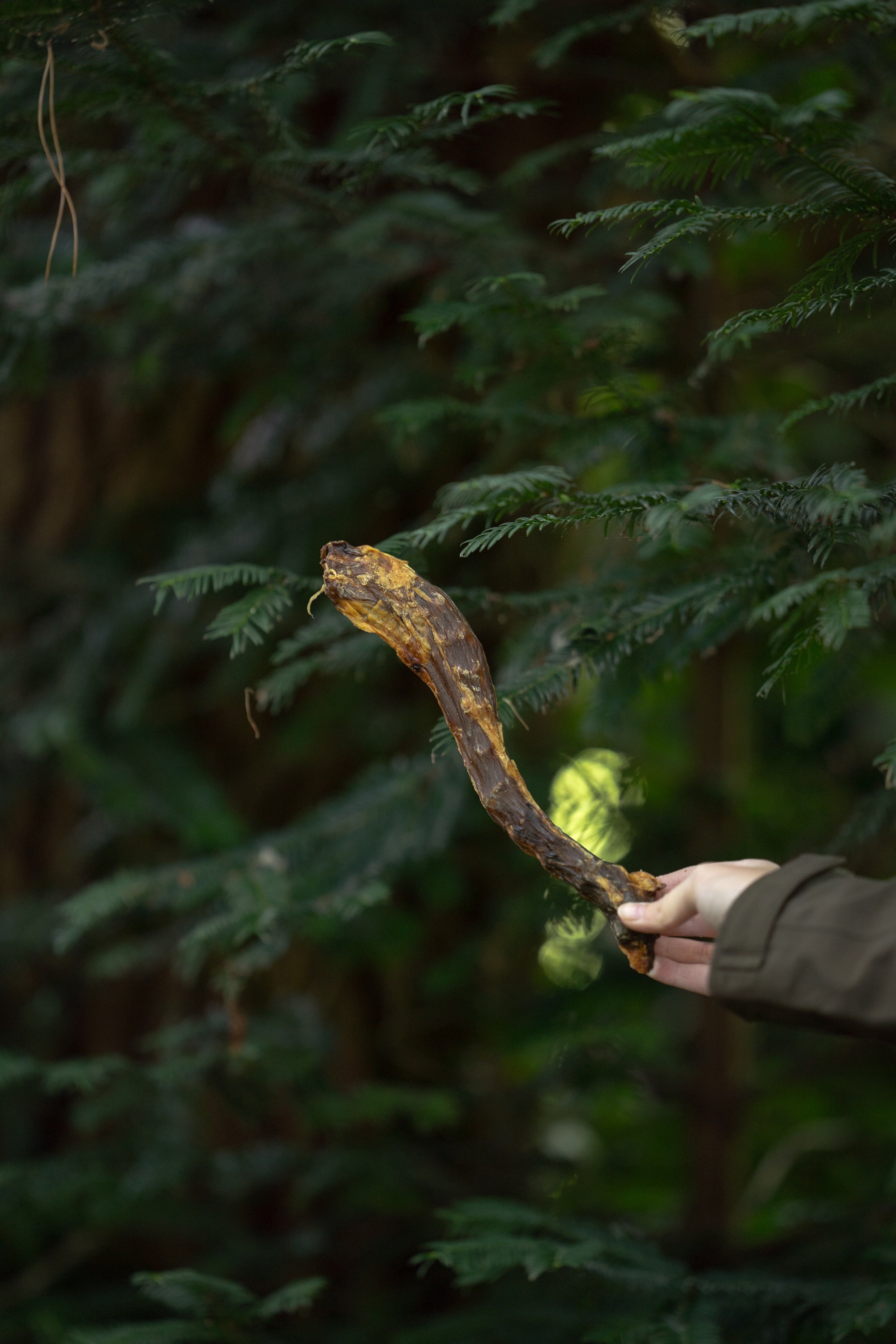 Goose Neck - Bodhi & The Birchtree