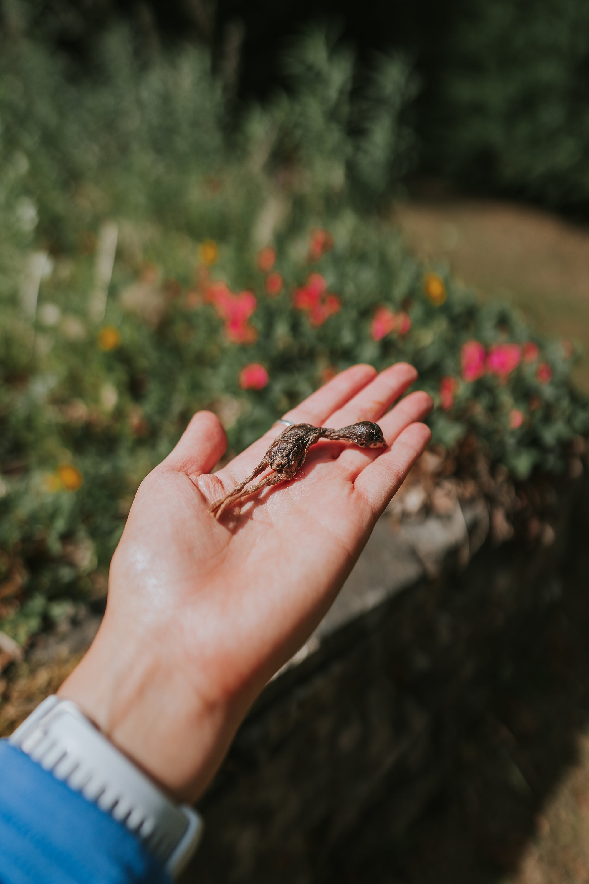 Freeze Dried Quails 30g (approx 23 quails) - Bodhi & The Birchtree