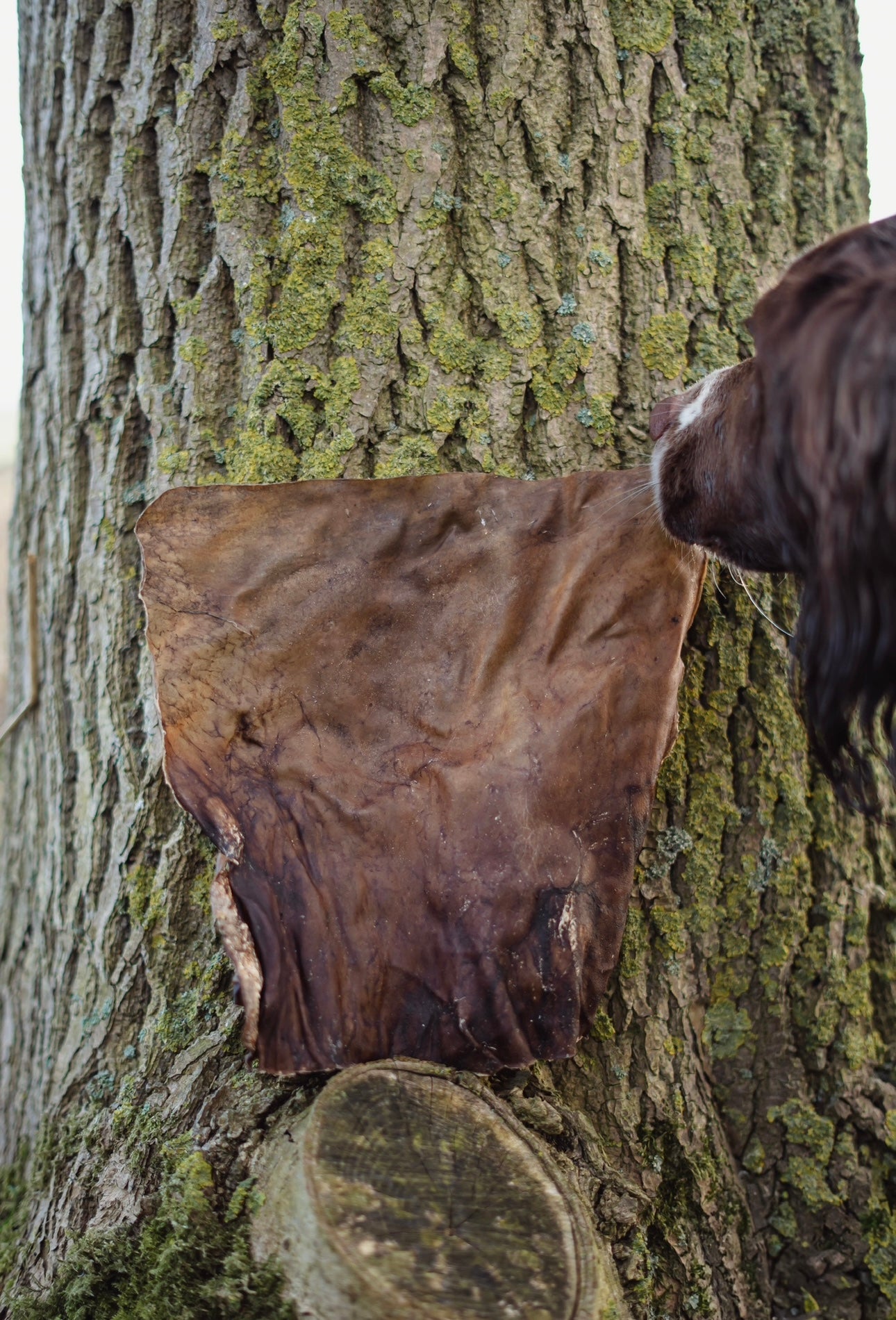 Goat Skin Plates - Bodhi & The Birchtree