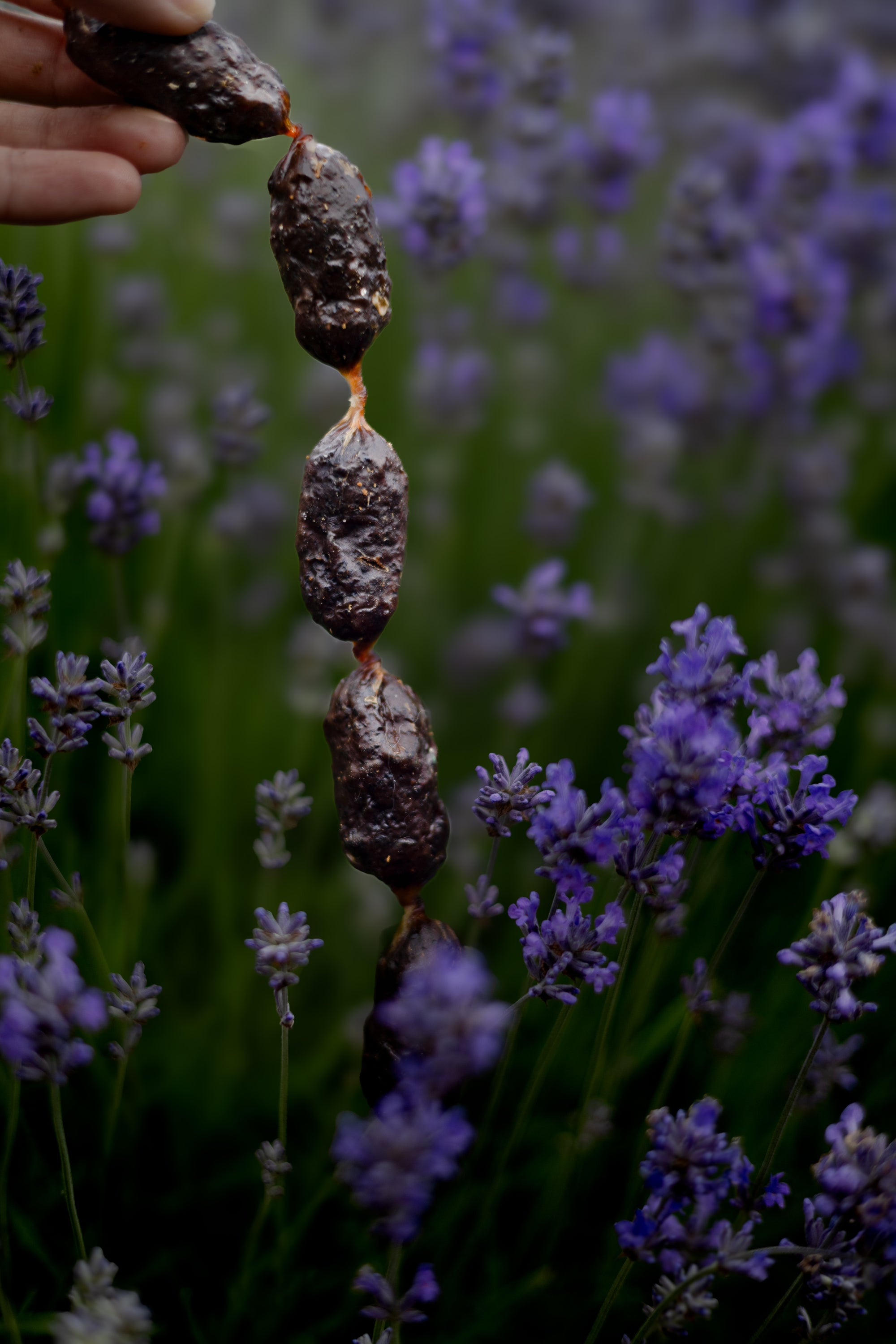 Ostrich Sausages With Rooibos Tea - Bodhi & The Birchtree