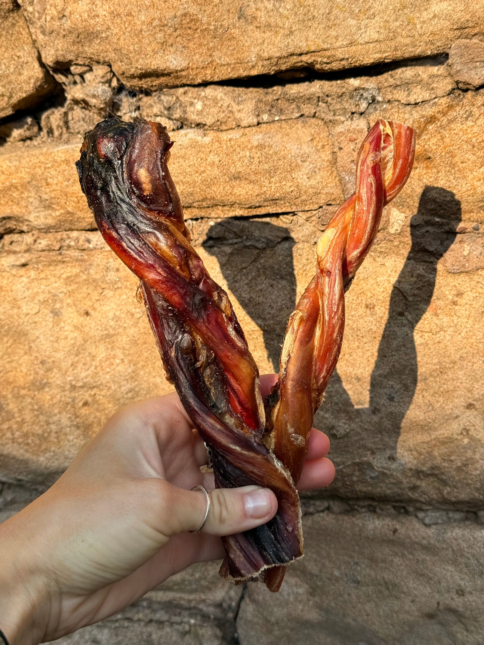 Thick Jumbo Twisted Bulls Pizzle 20cm Long - Bodhi & The Birchtree