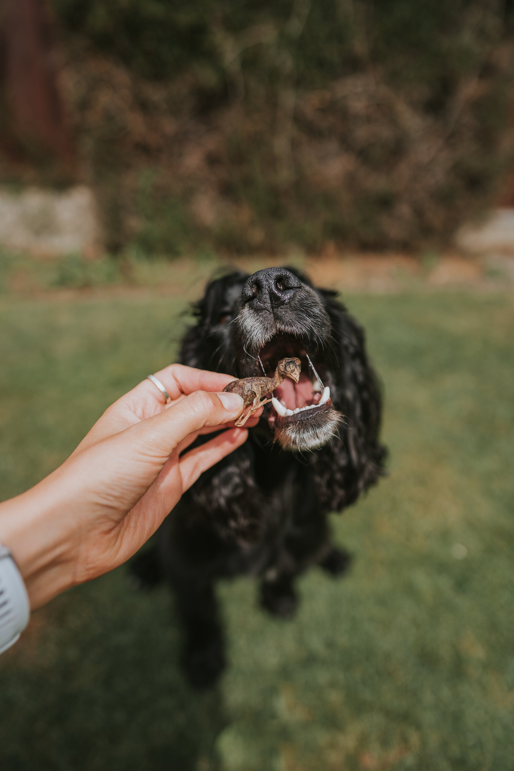 Freeze Dried Quails 30g (approx 23 quails) - Bodhi & The Birchtree