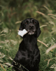 Rabbits Foot - Bodhi & The Birchtree