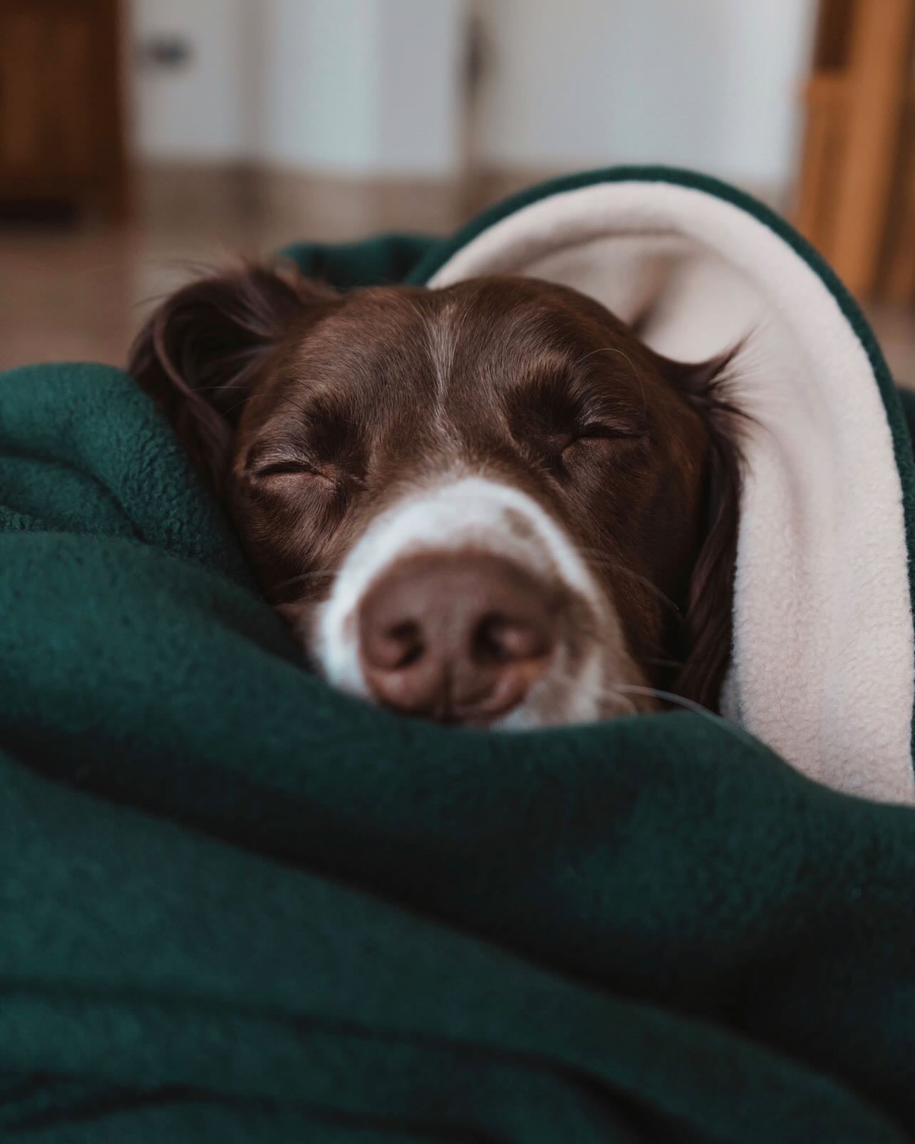 Bodhi & The Birchtree Fir Green Fleece Blanket - Bodhi & The Birchtree