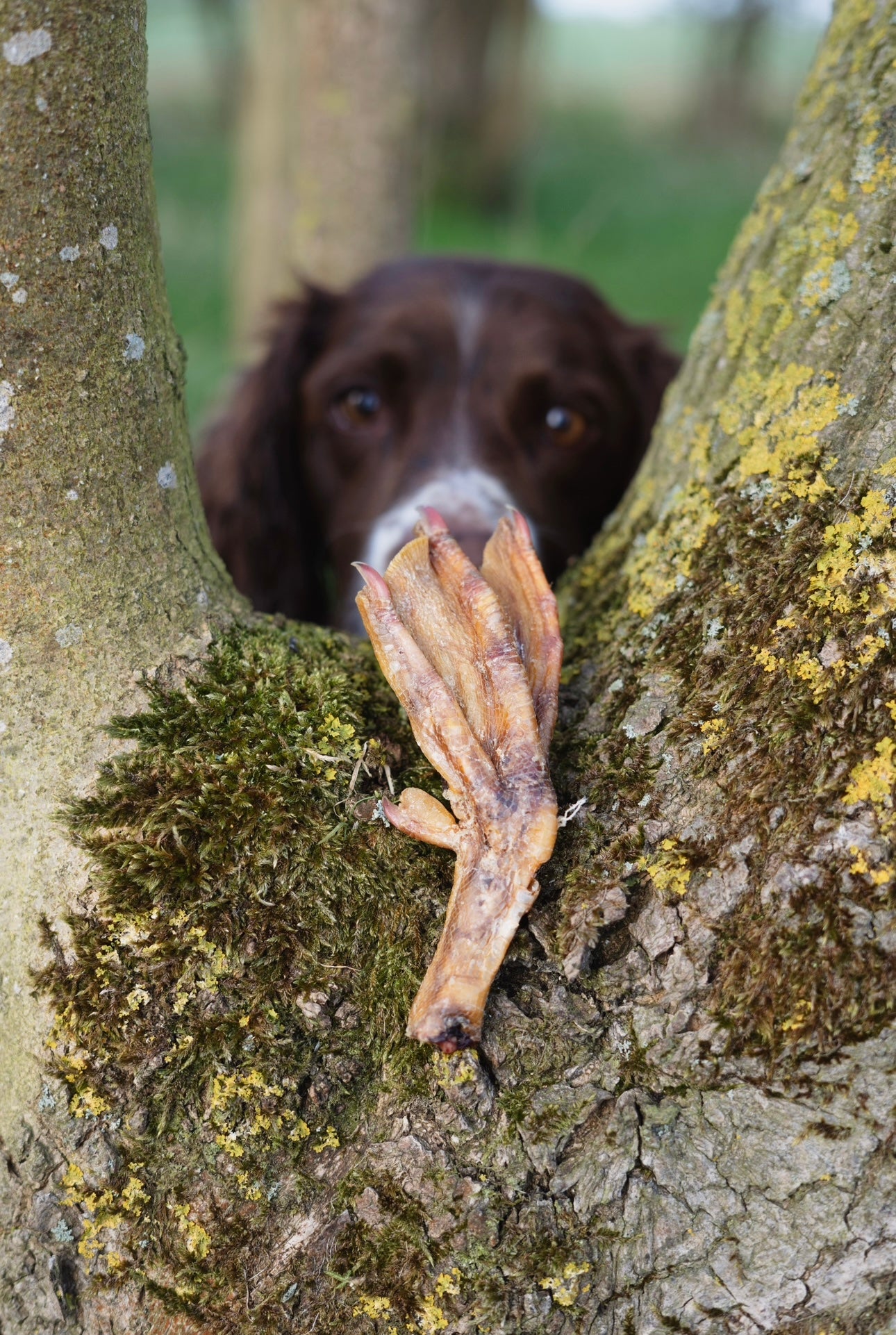 Duck Feet - Bodhi & The Birchtree