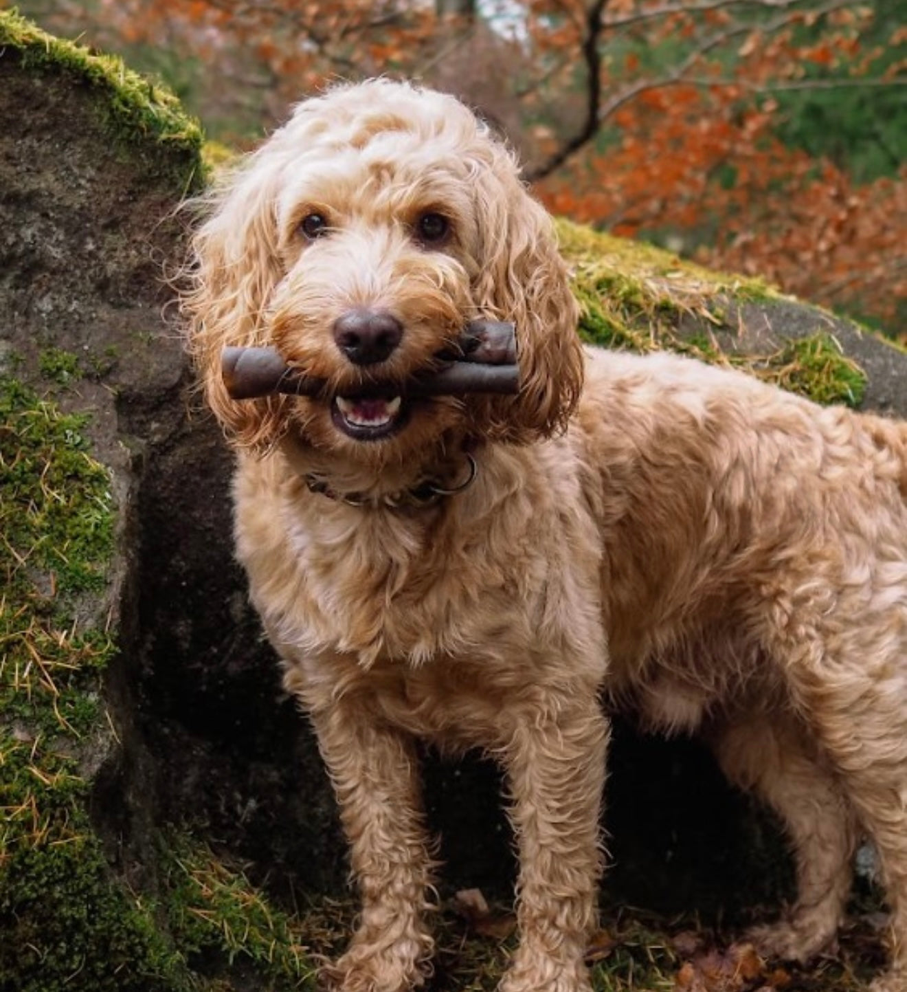 Medium Camel Roll - Bodhi & The Birchtree