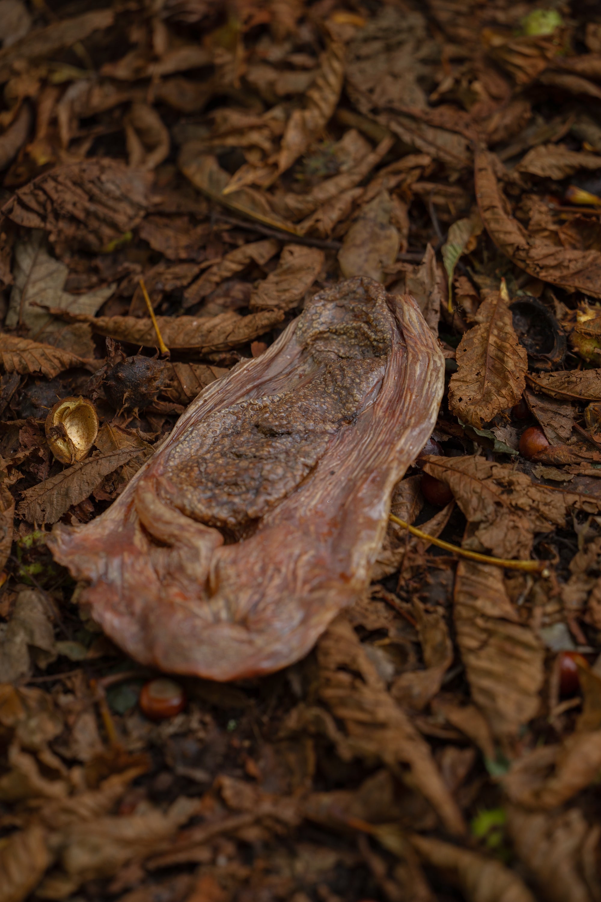 Ostrich Frisbee (Whole Stomach) - Bodhi & The Birchtree