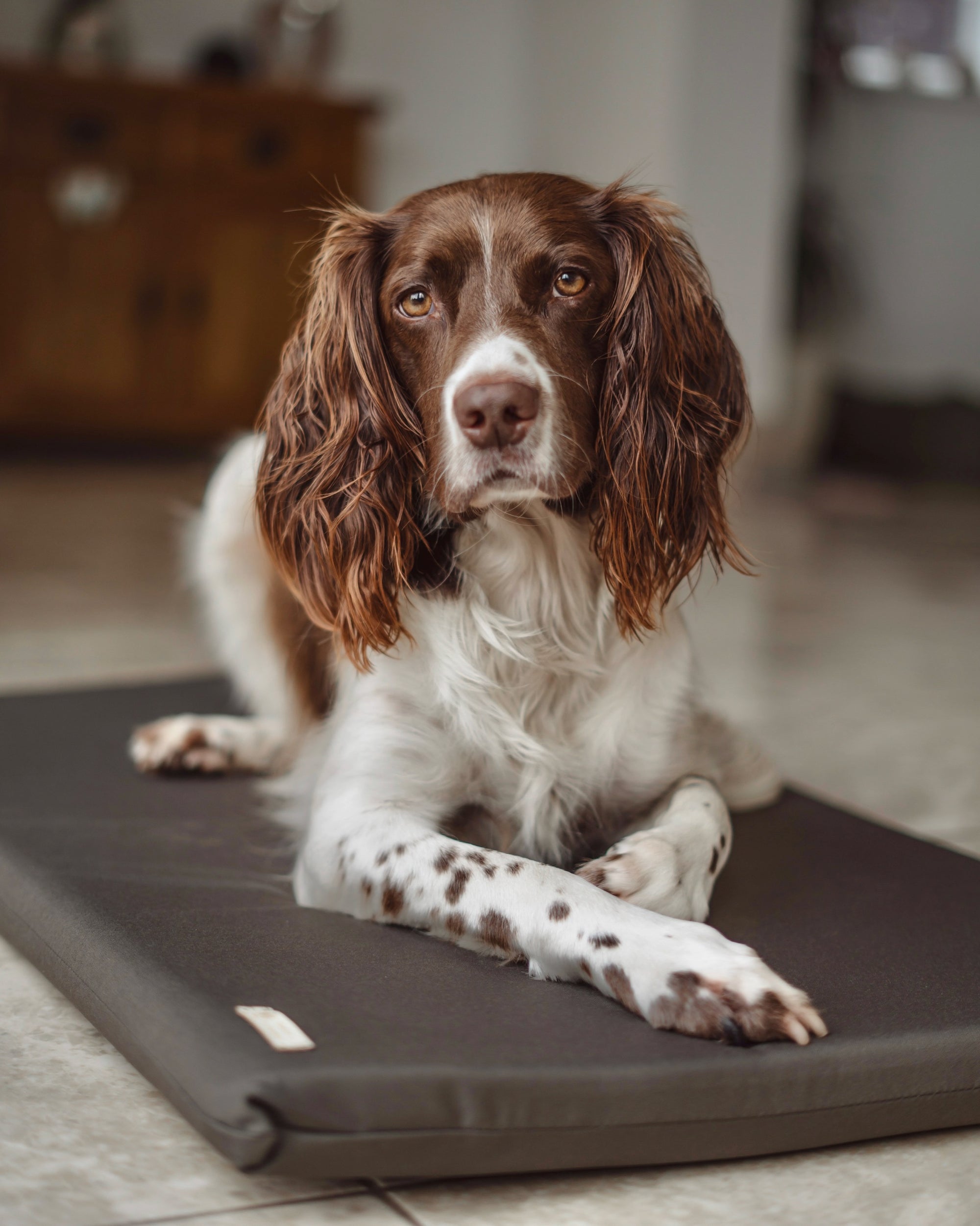 Bodhi & The Birchtree Waterproof Boot/Crate Mattress - Bodhi & The Birchtree