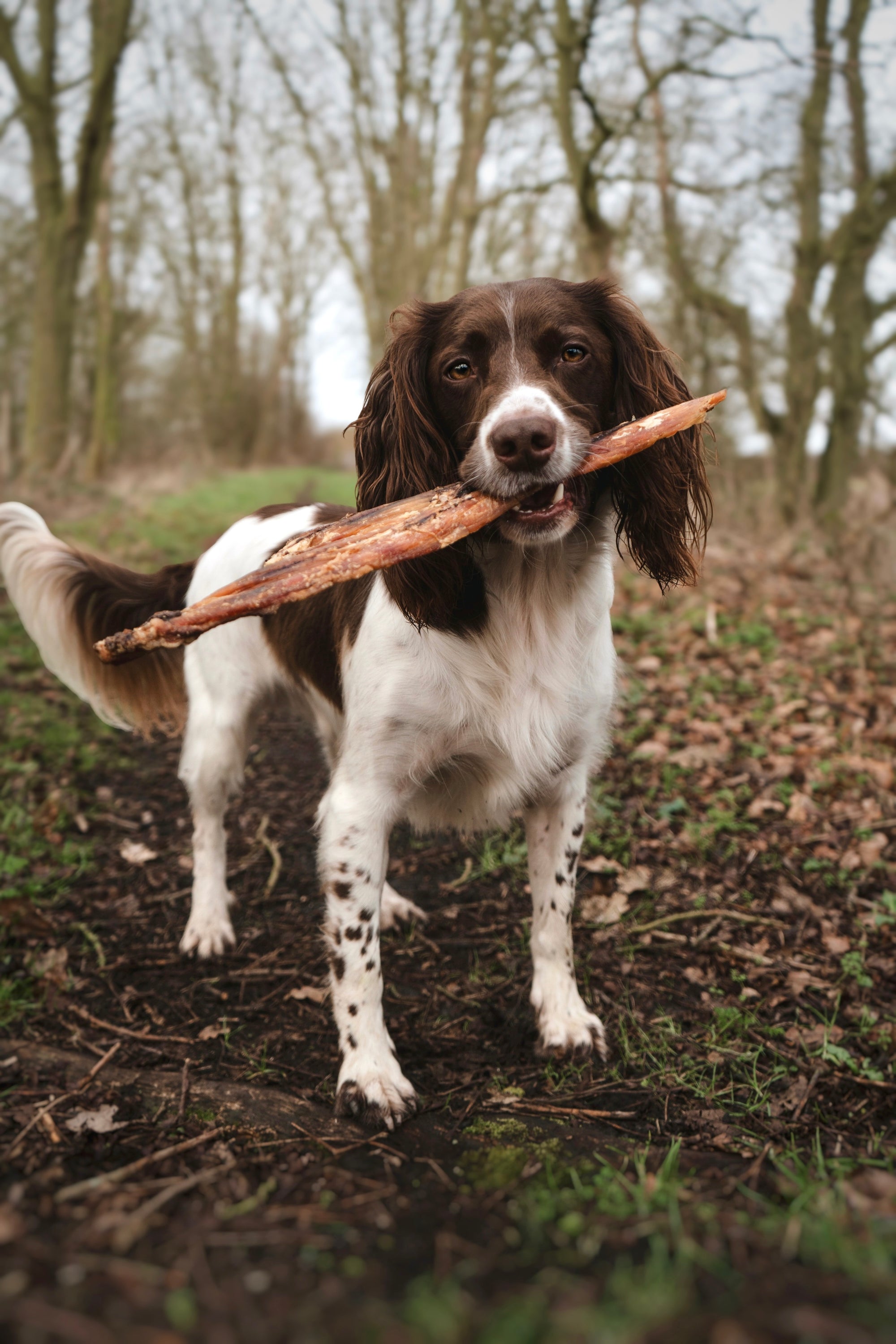 Giant Paddywhack - Bodhi & The Birchtree