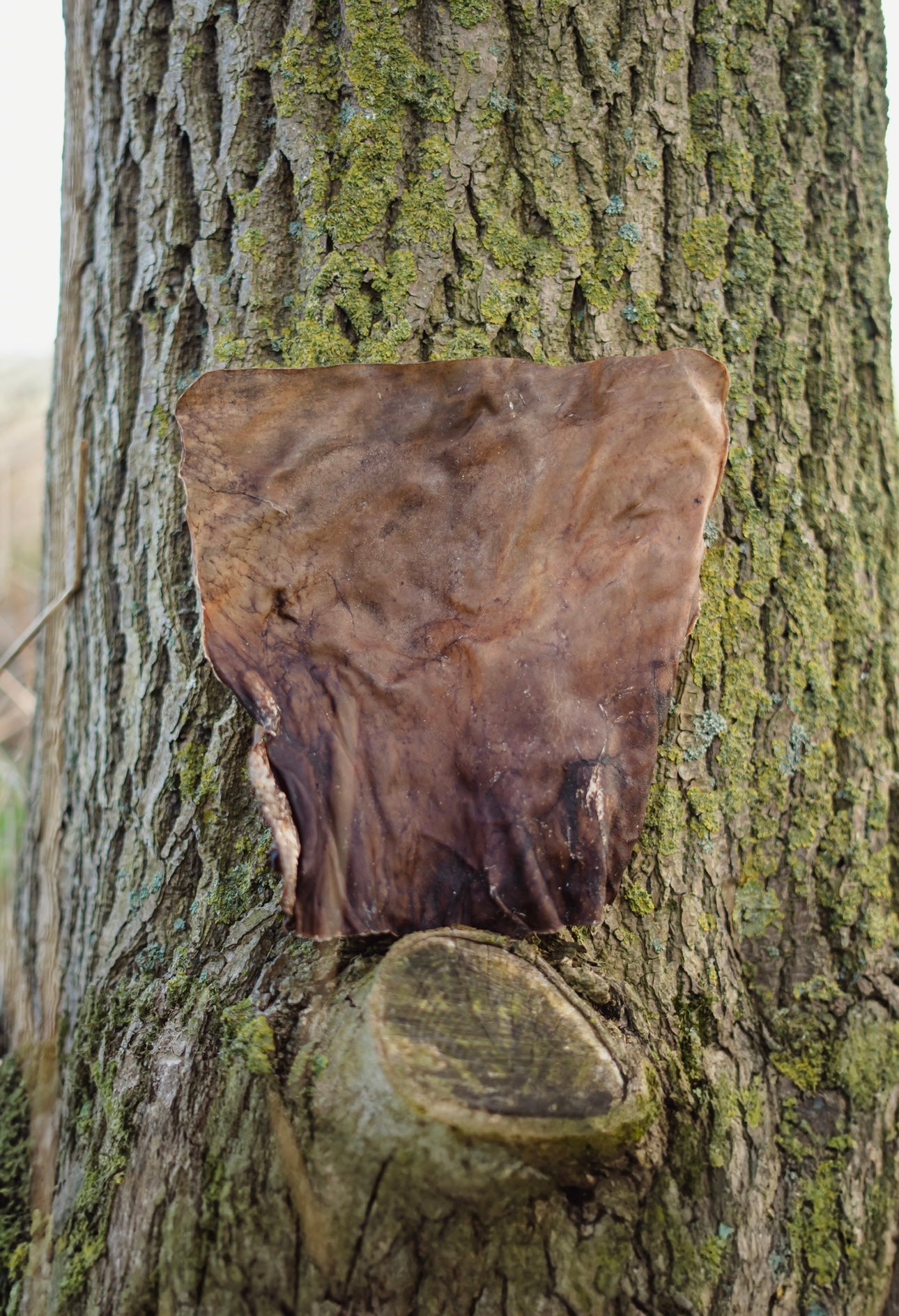 Goat Skin Plates - Bodhi & The Birchtree