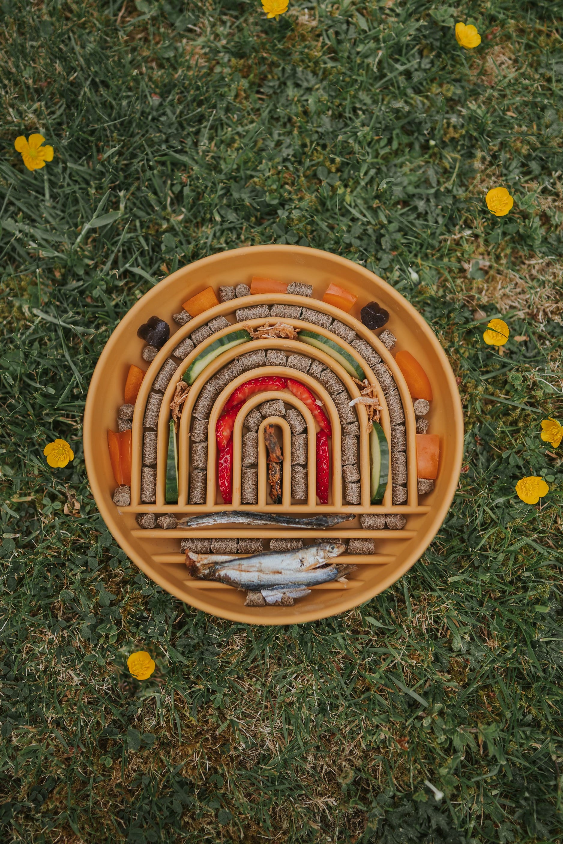 Rainbow Enrichment Bowl Honey - Bodhi & The Birchtree