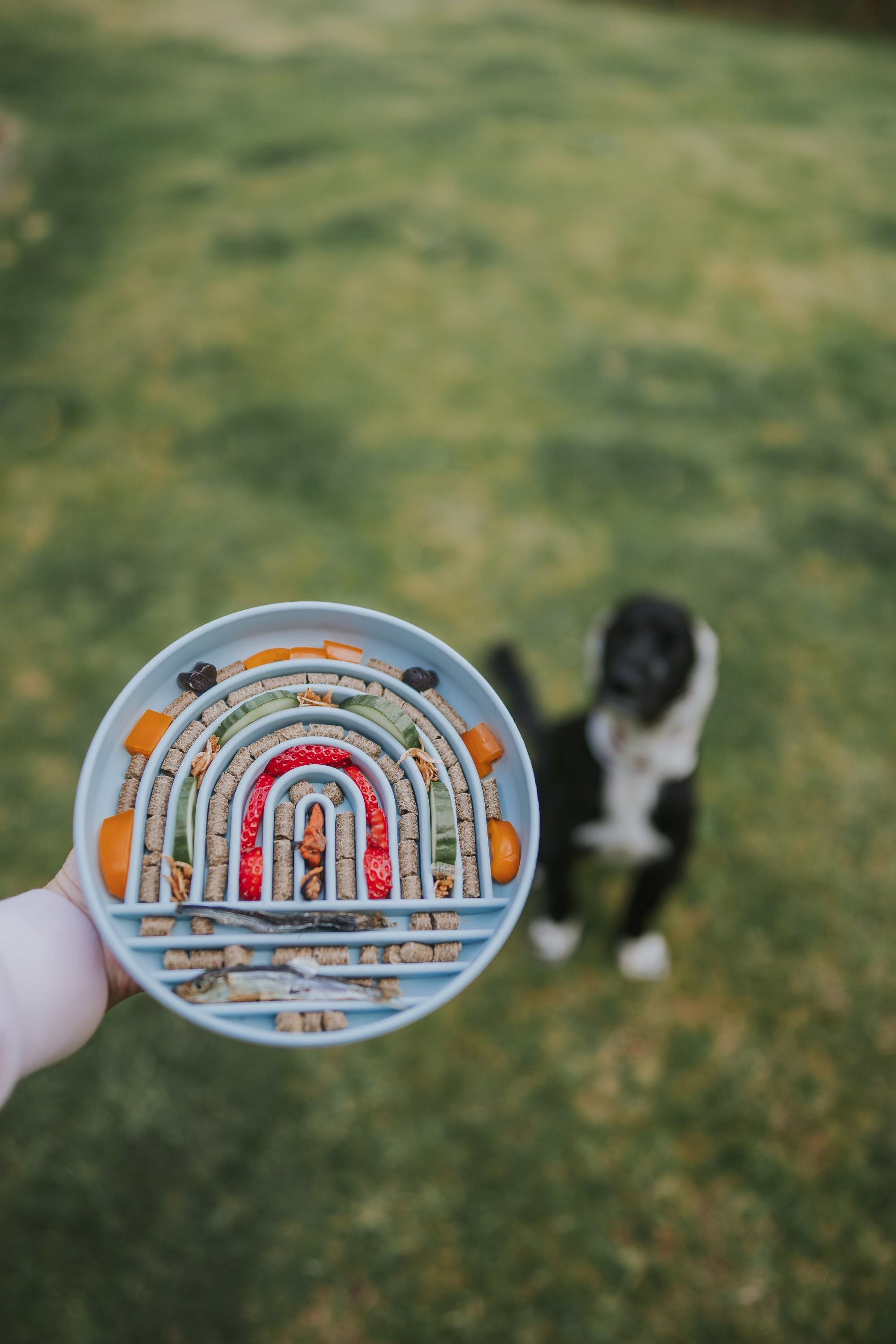 Rainbow Enrichment Bowl Leaden - Bodhi & The Birchtree