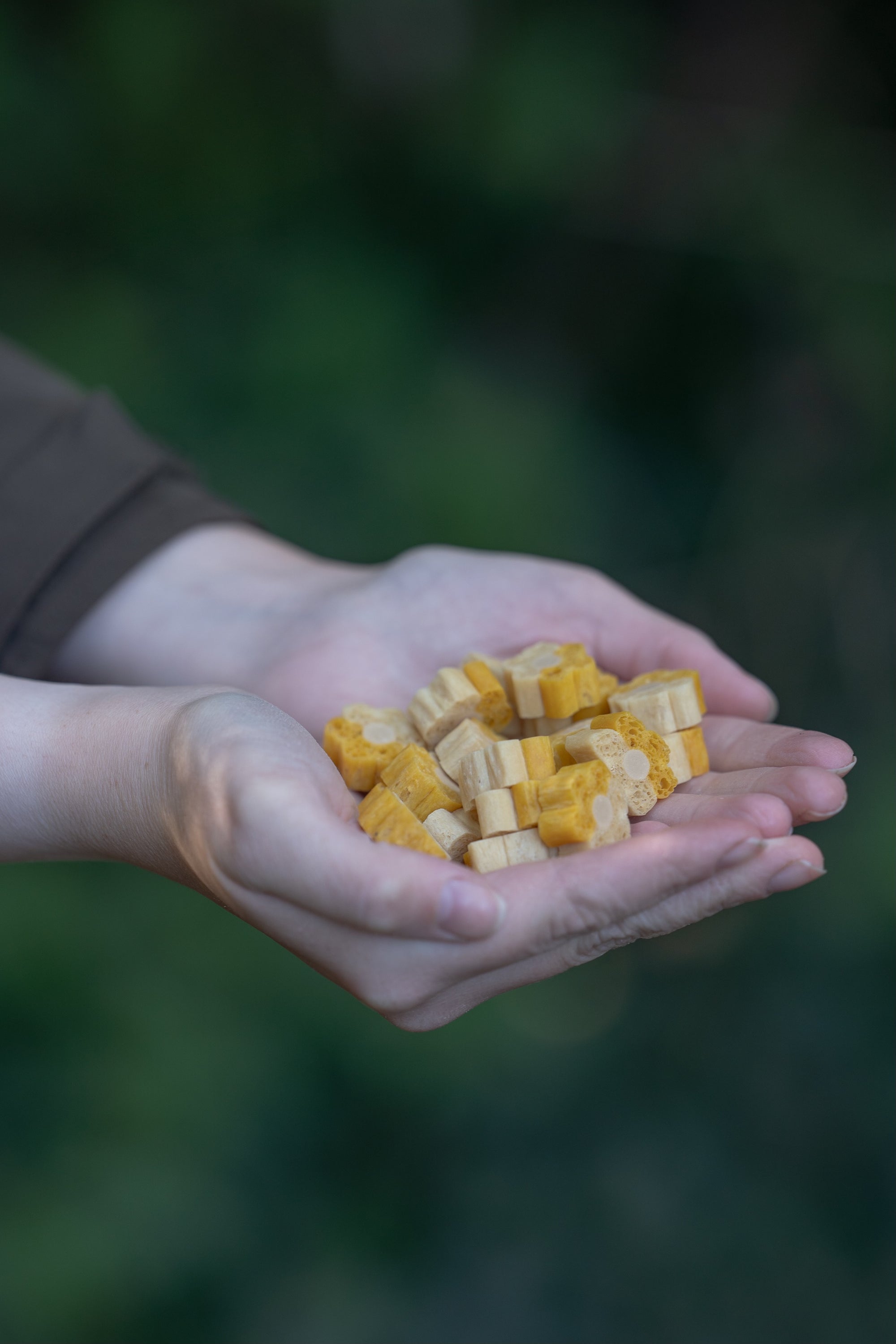 Pumpkin, Ginger & Coconut Oil Digestive Bites - Bodhi & The Birchtree