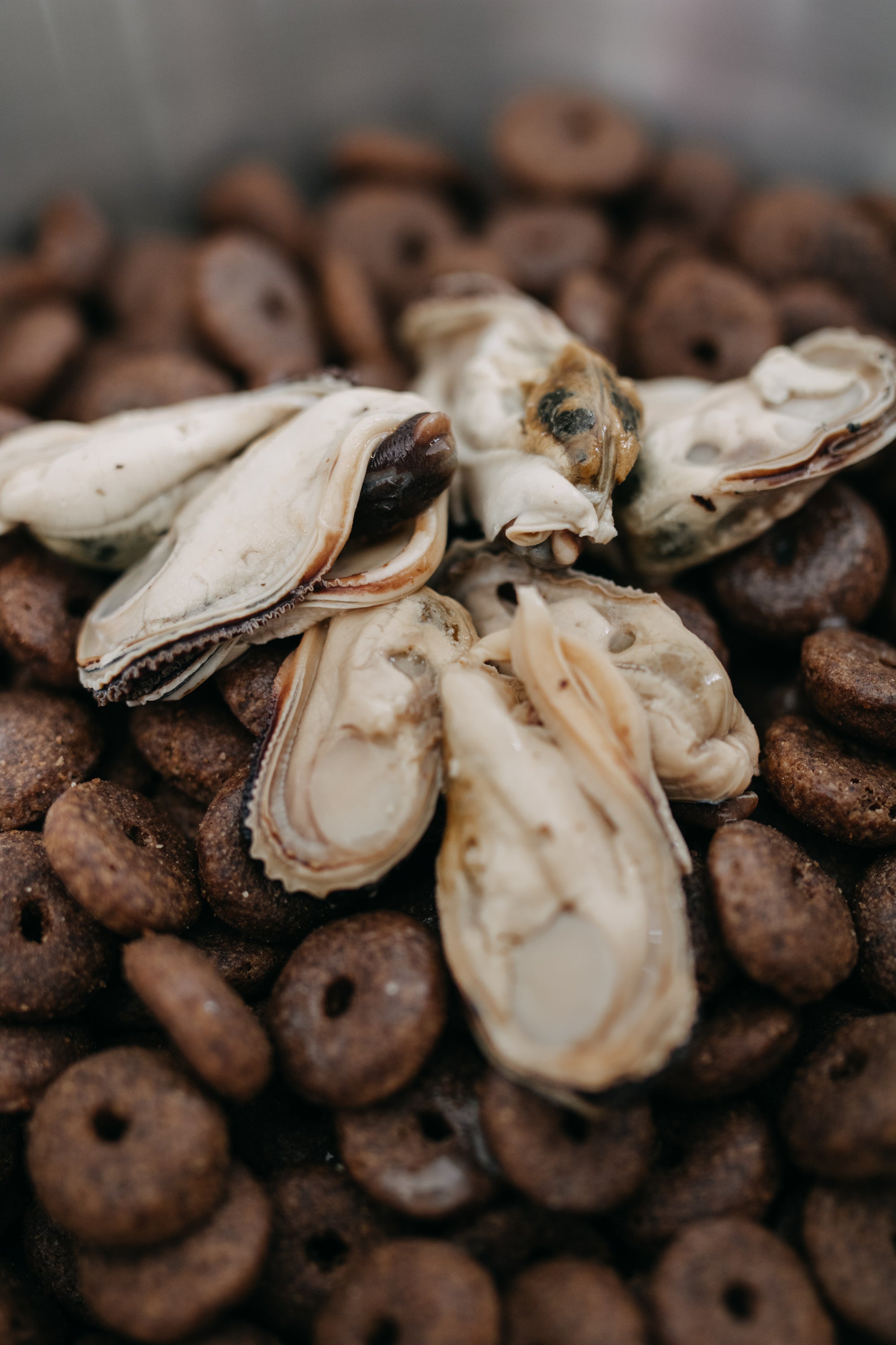 Canumi Green Lipped Mussels - Bodhi & The Birchtree