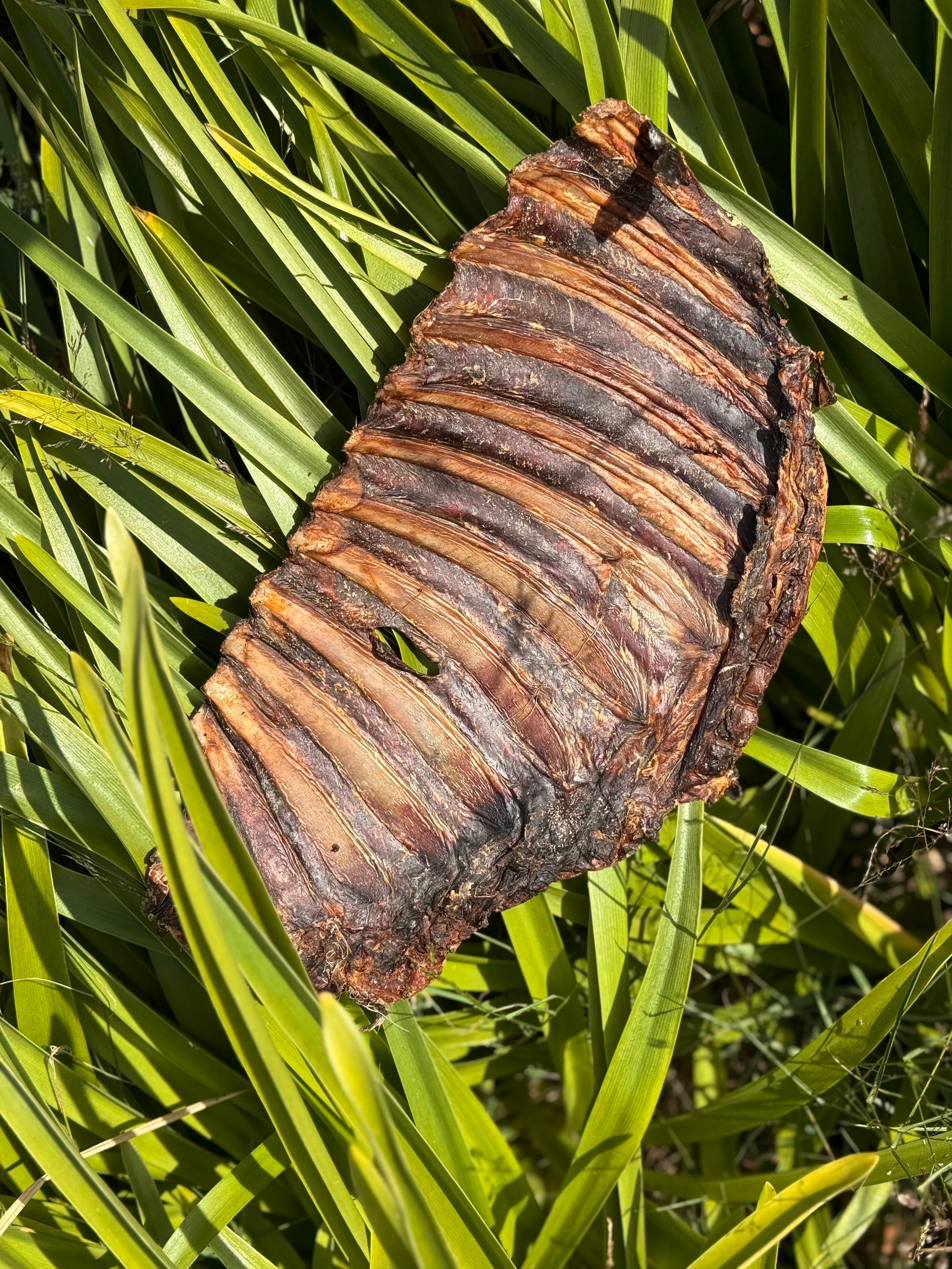 Roe Deer Rib - Bodhi & The Birchtree