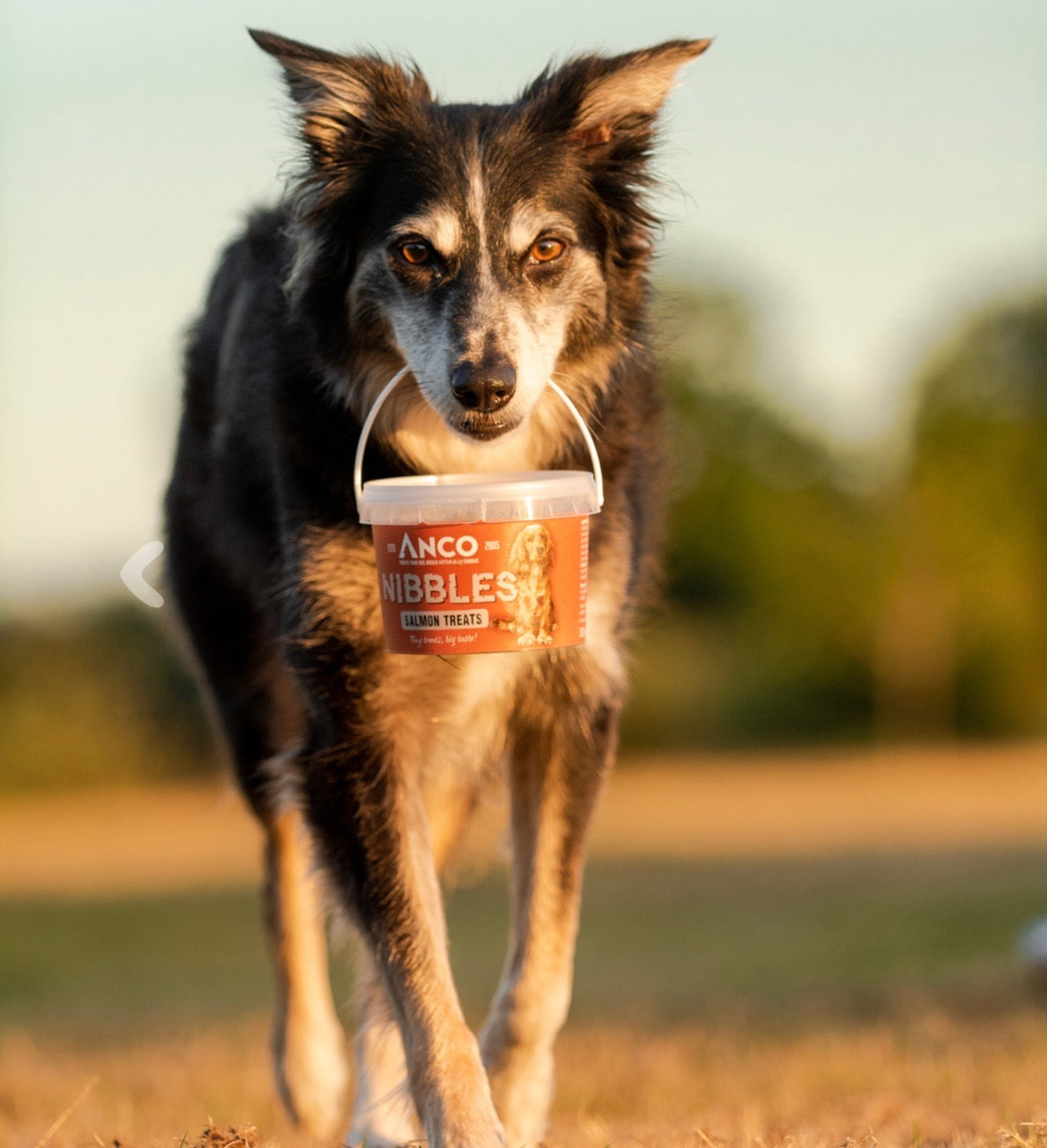 Anco Nibbles Salmon Treats 300g - Bodhi & The Birchtree