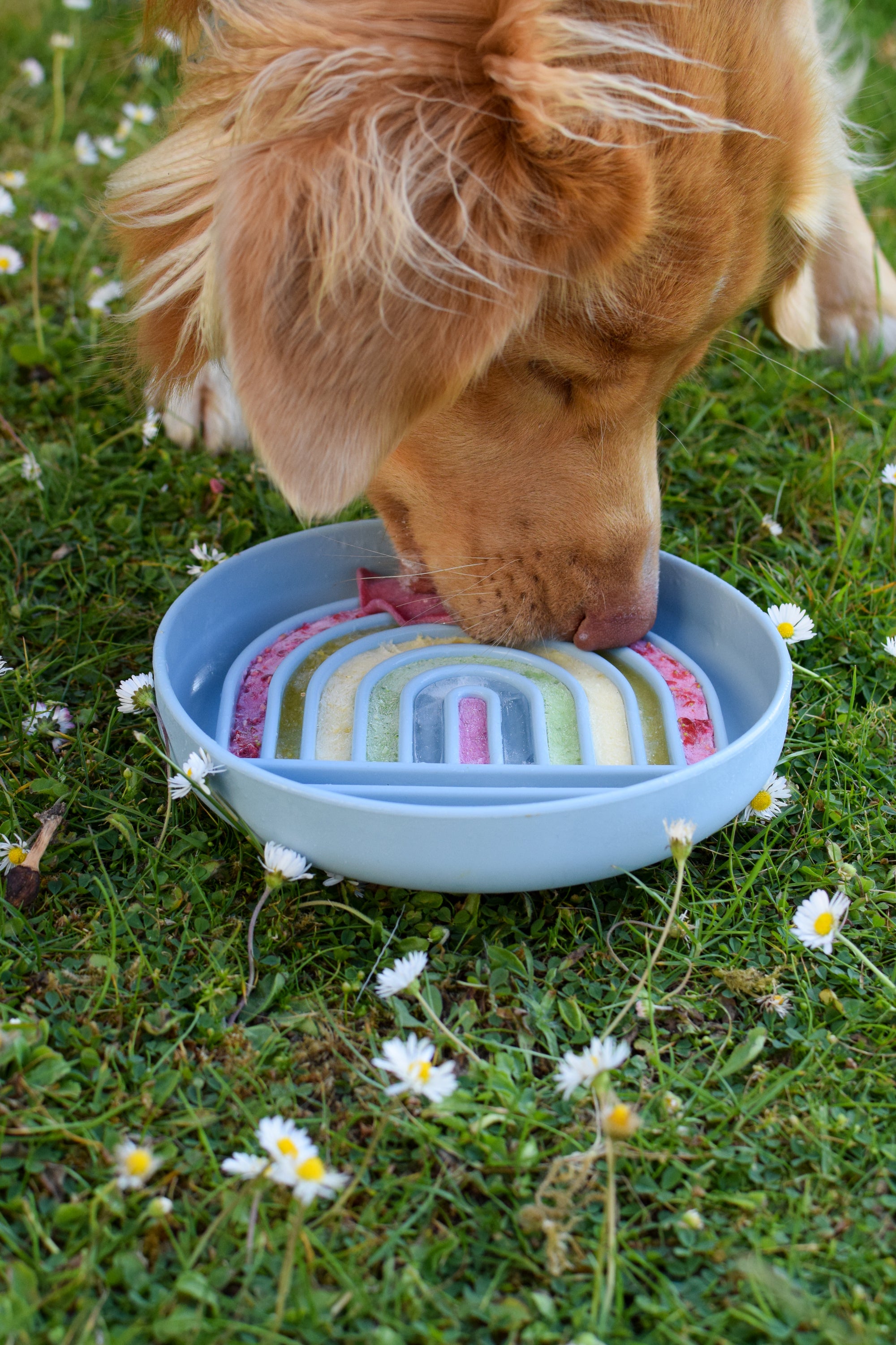 Rainbow Enrichment Bowl Leaden - Bodhi & The Birchtree