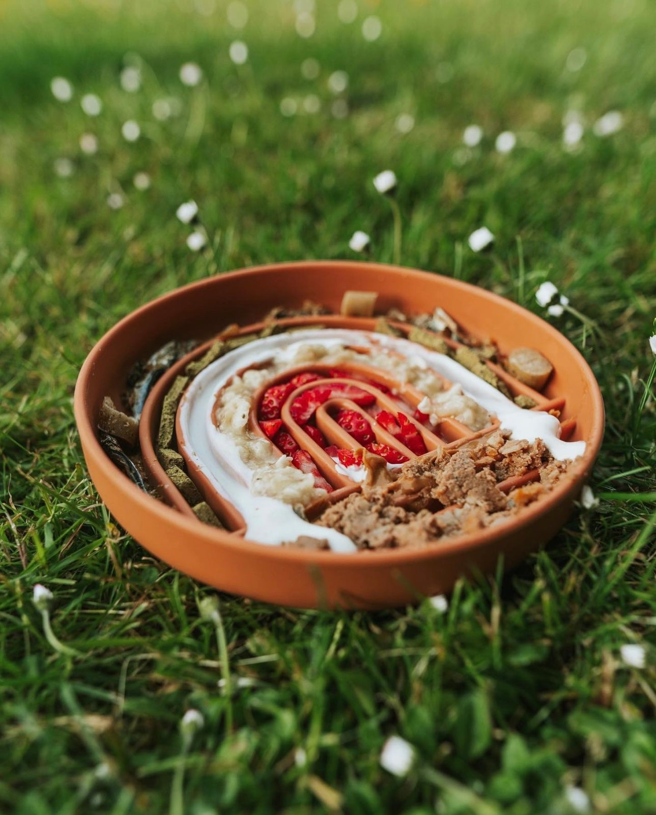 Rainbow Enrichment Bowl Terracotta - Bodhi & The Birchtree