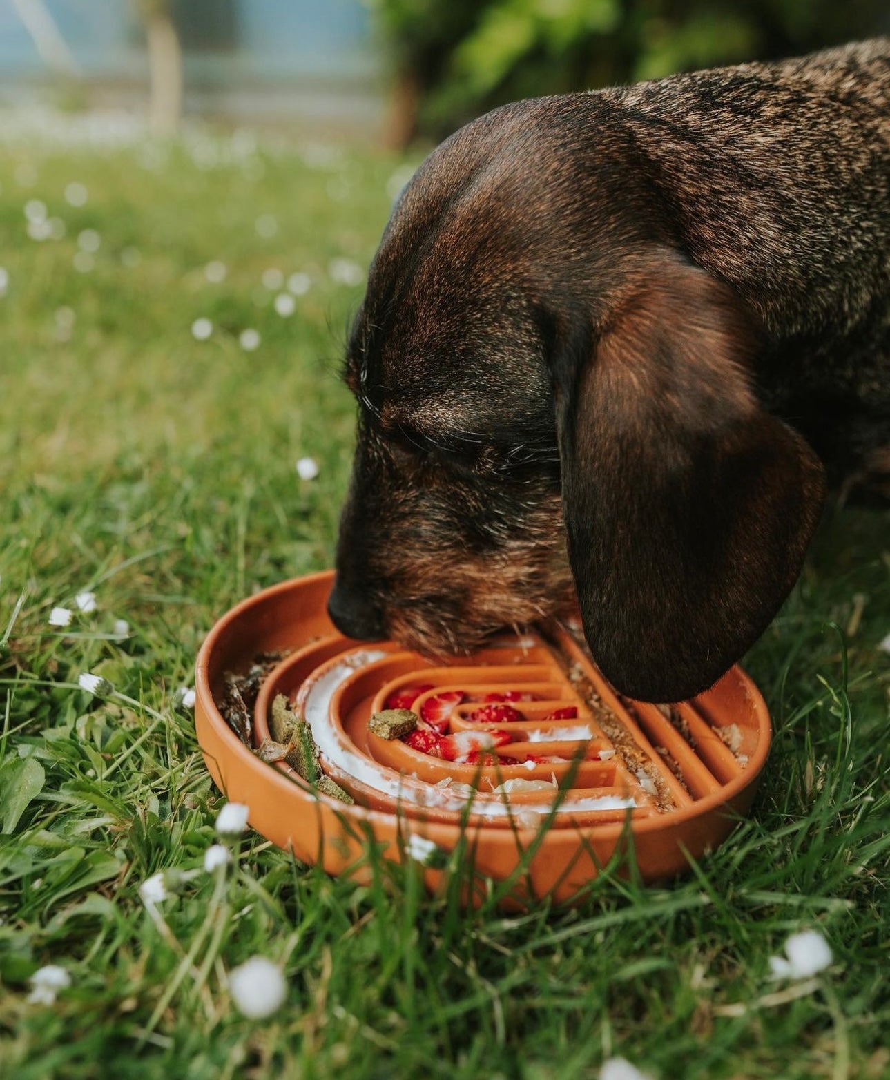 Rainbow Enrichment Bowl Terracotta - Bodhi & The Birchtree
