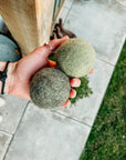 Green Eco Woollen Tennis Ball - Bodhi & The Birchtree