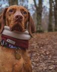 Bodhi & The Birchtree Wine Dog Snood - Bodhi & The Birchtree