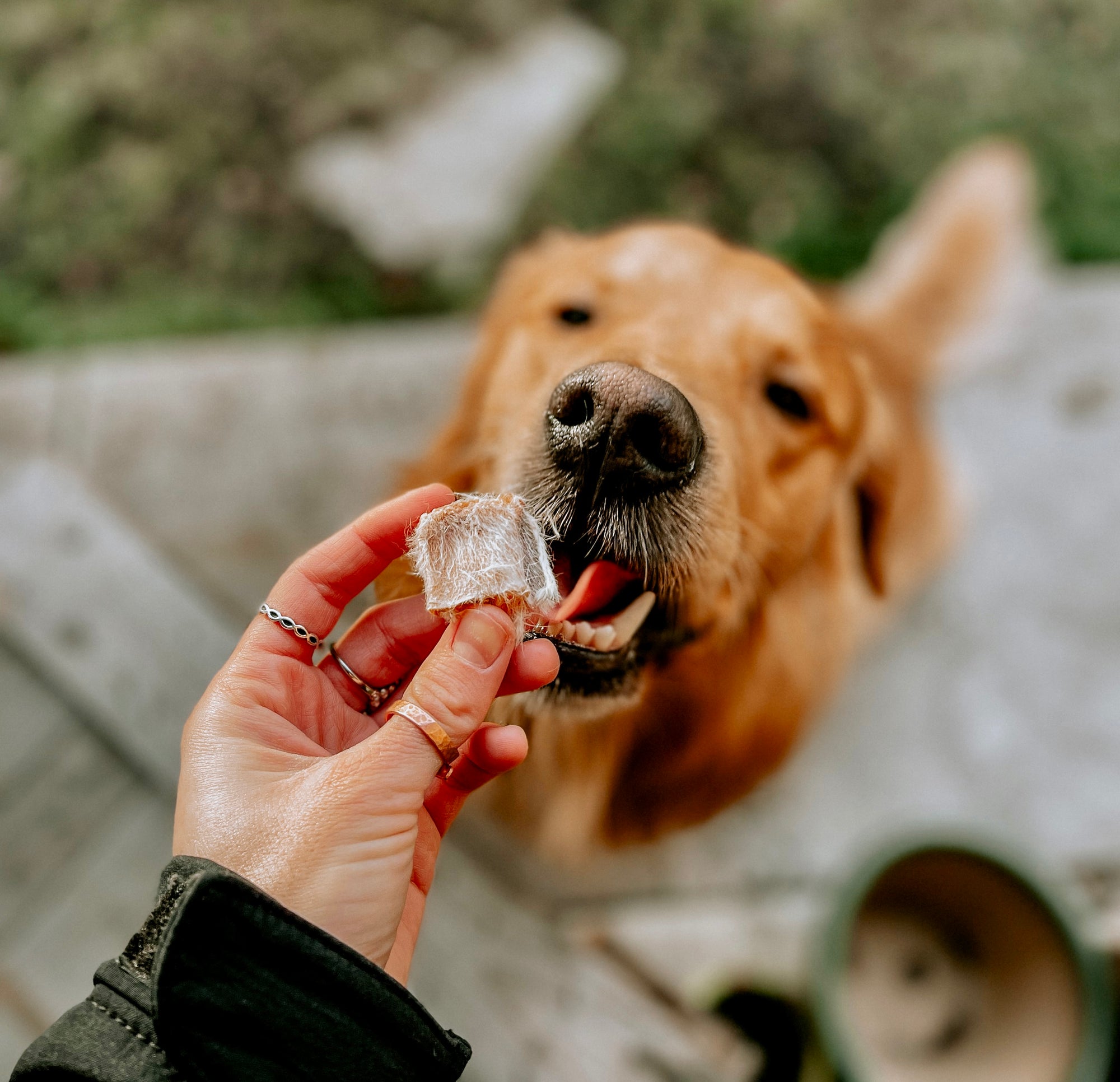 Chopped Rabbits Ears - Bodhi & The Birchtree