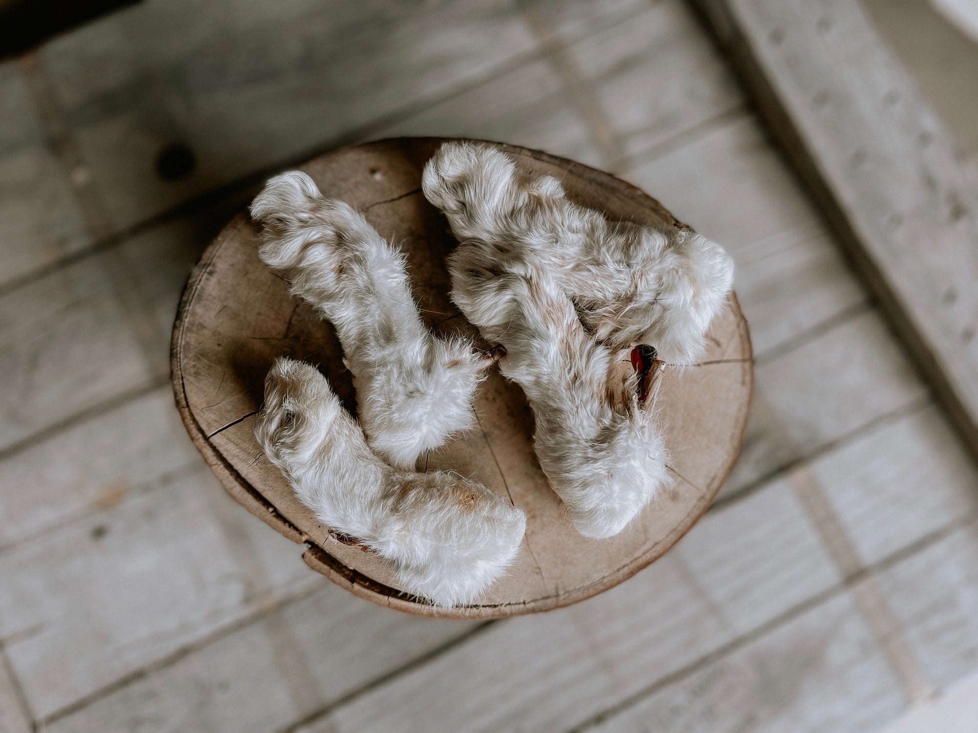 Rabbits Feet - Bodhi & The Birchtree