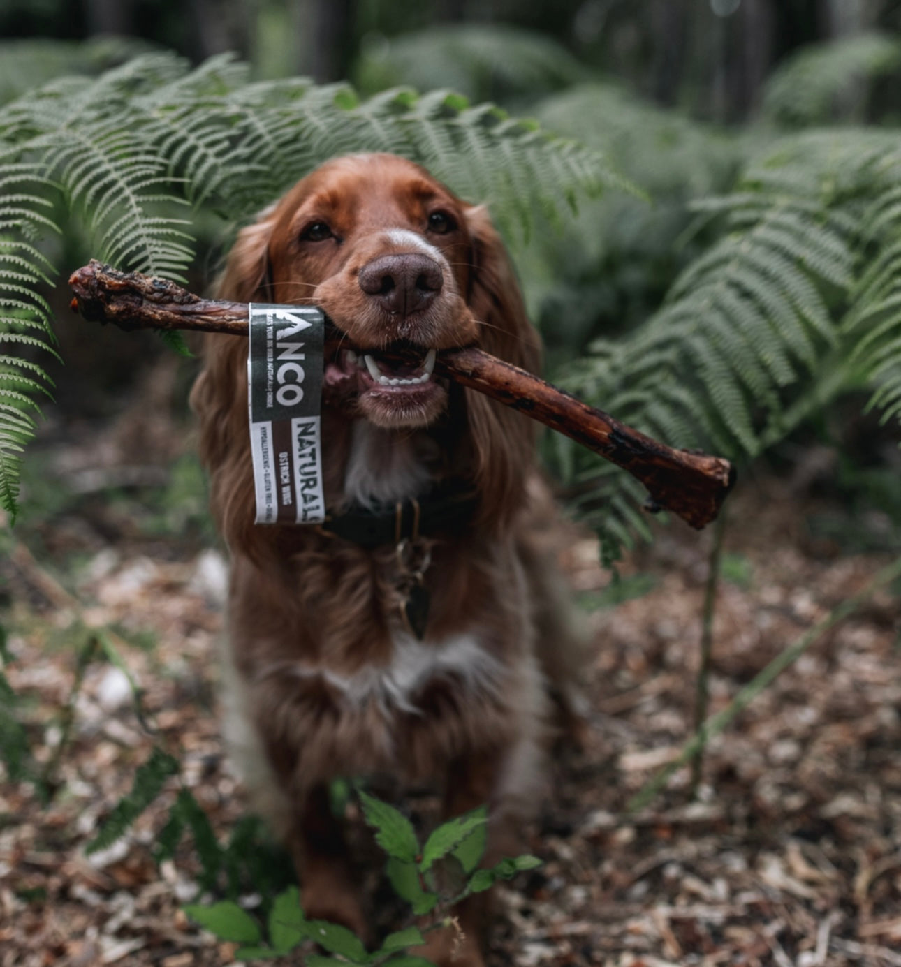 The Benefits of Natural Dog Treats: Why Novel Proteins and High-Protein Options are a Game Changer