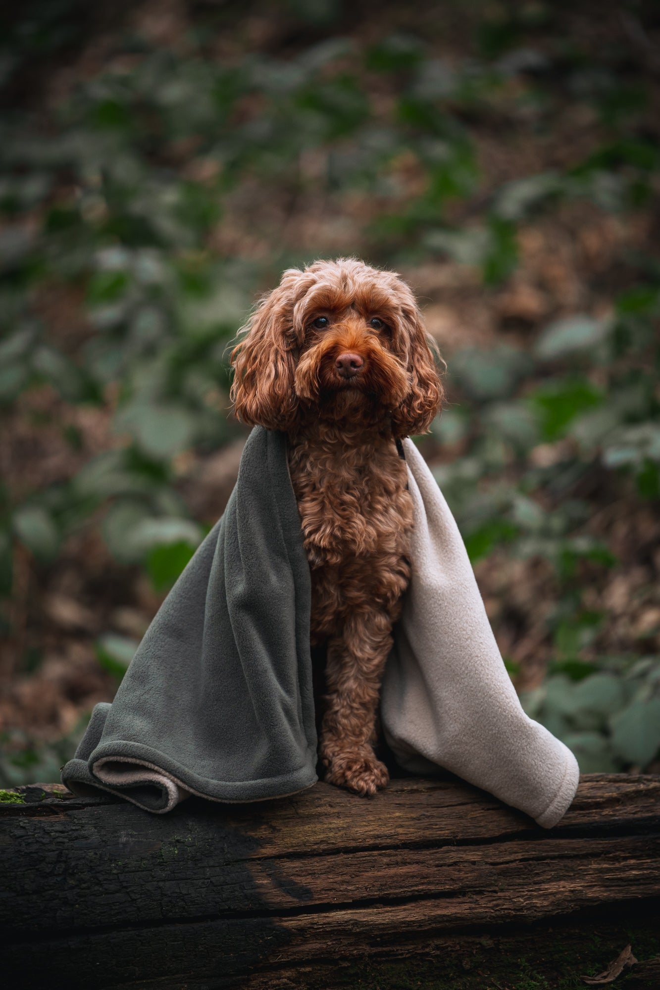 Bodhi & The Birchtree Polar Fleece Blankets