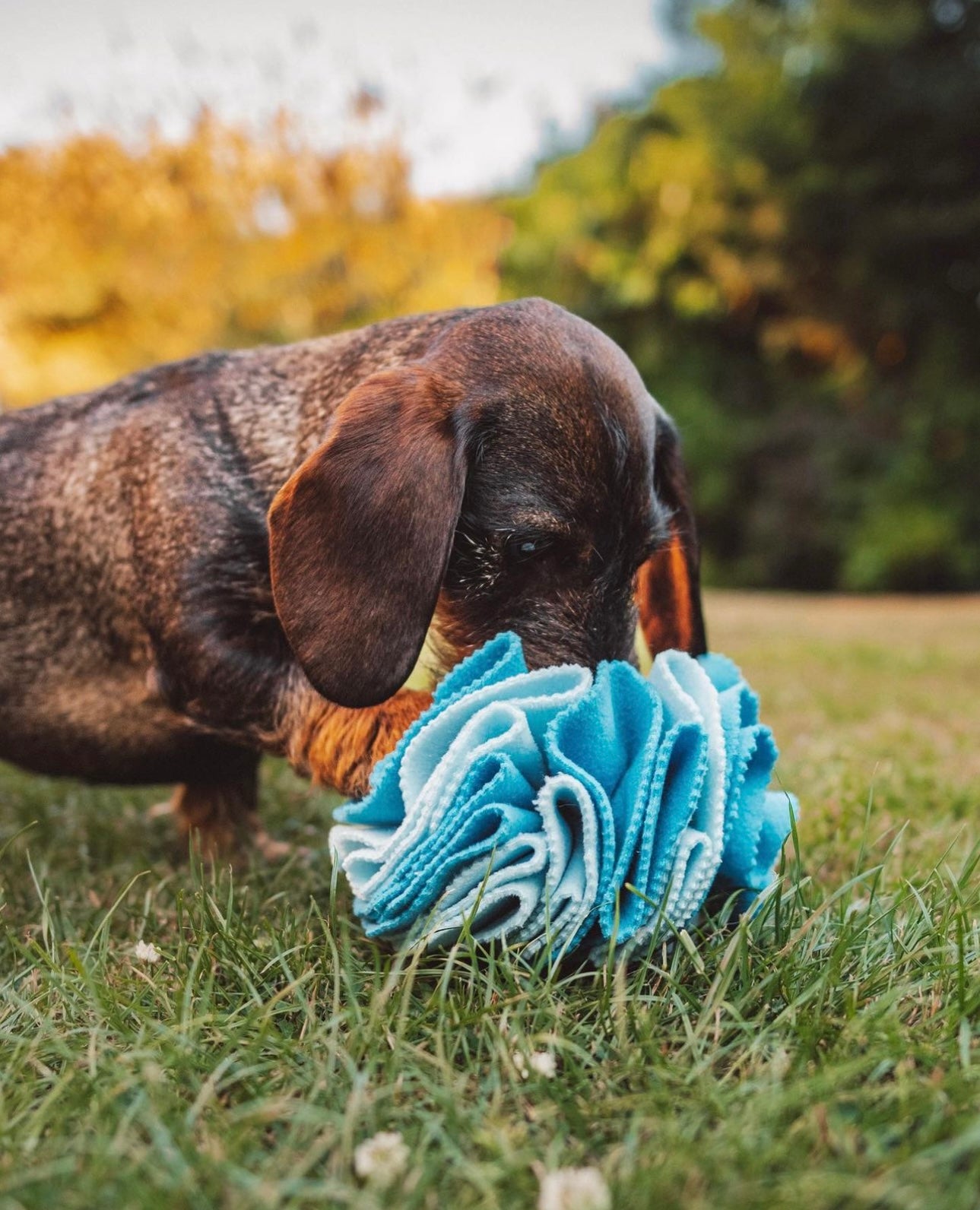 Snuffle Balls