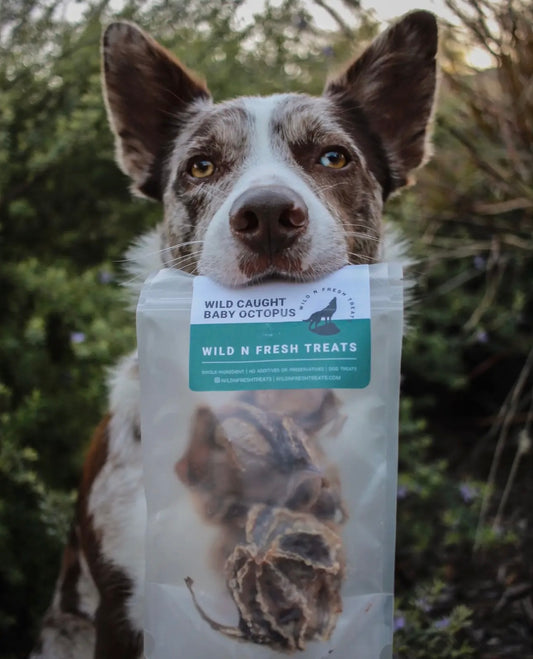 Dehydrated Wild Baby Octopus Pieces - Bodhi & The Birchtree