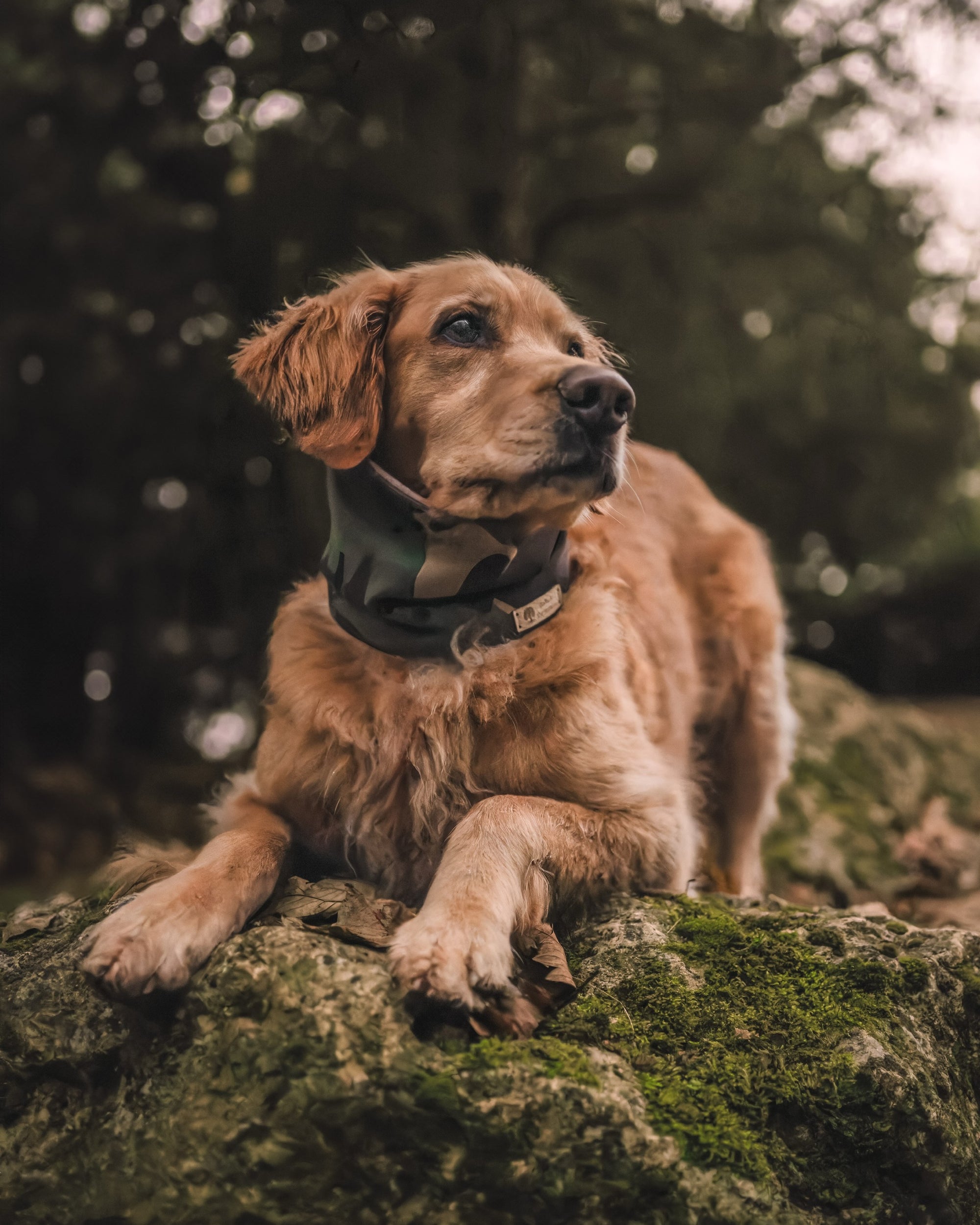 Bodhi & The Birchtree Camo & Camel Waterproof & Polar Fleece Snood - Bodhi & The Birchtree