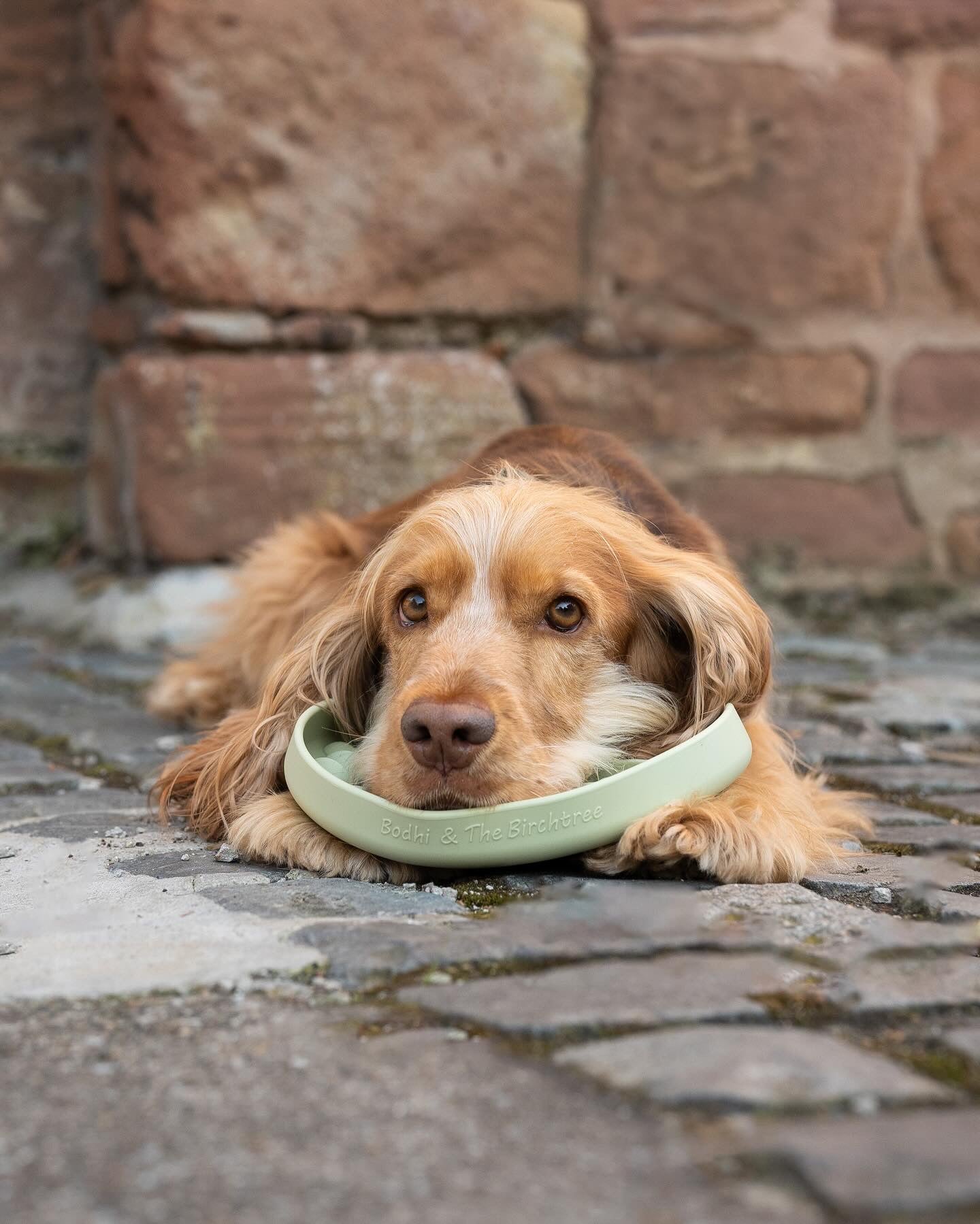 Bodhi & The Birchtree The Evergreen Collection - Foliage Slow Feeder Bowl